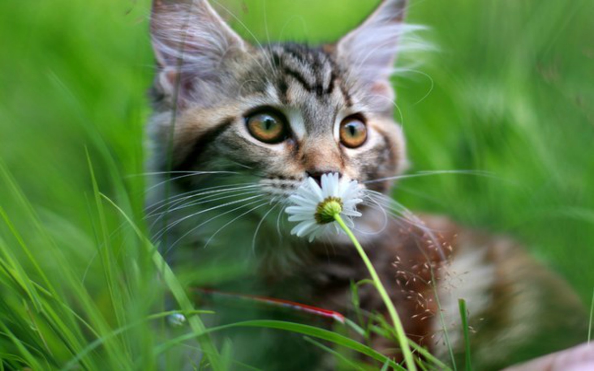 無料モバイル壁紙動物, ネコ, 猫をダウンロードします。