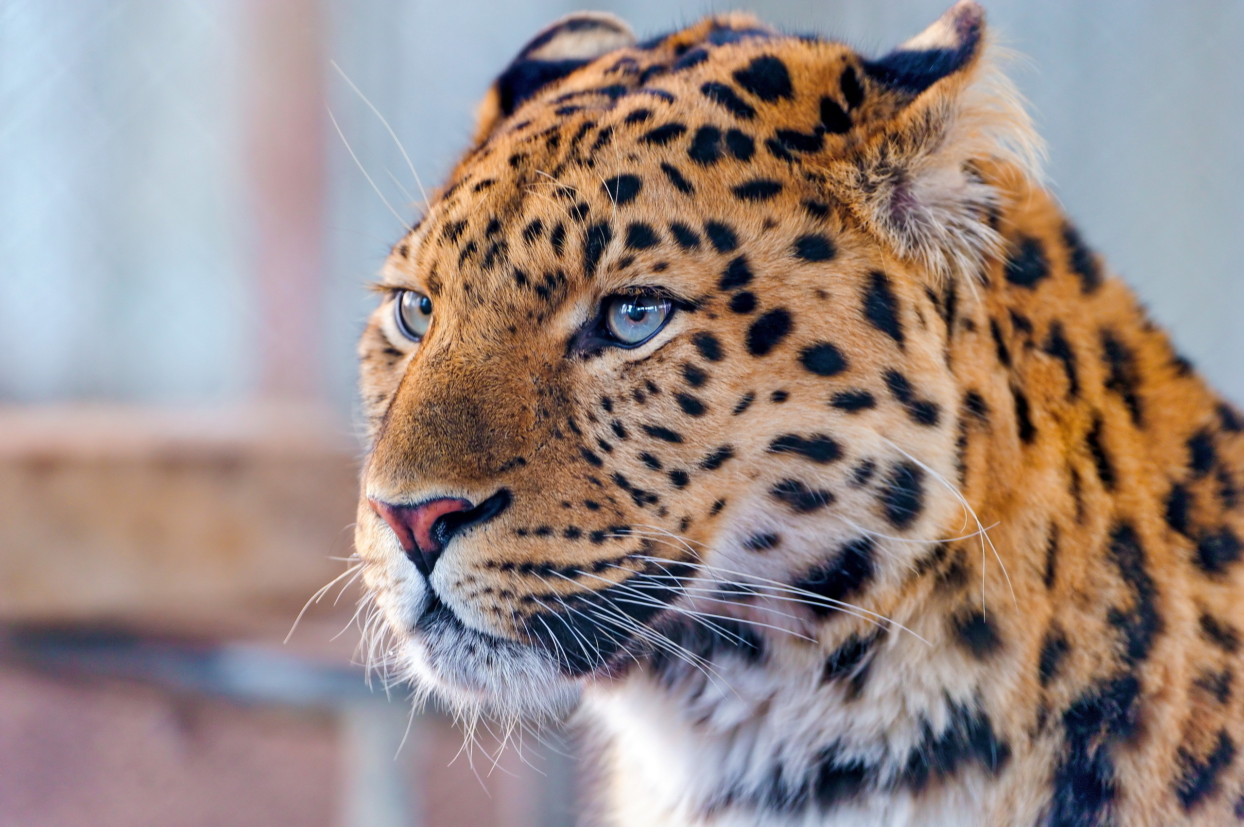 Free download wallpaper Cats, Leopard, Animal on your PC desktop