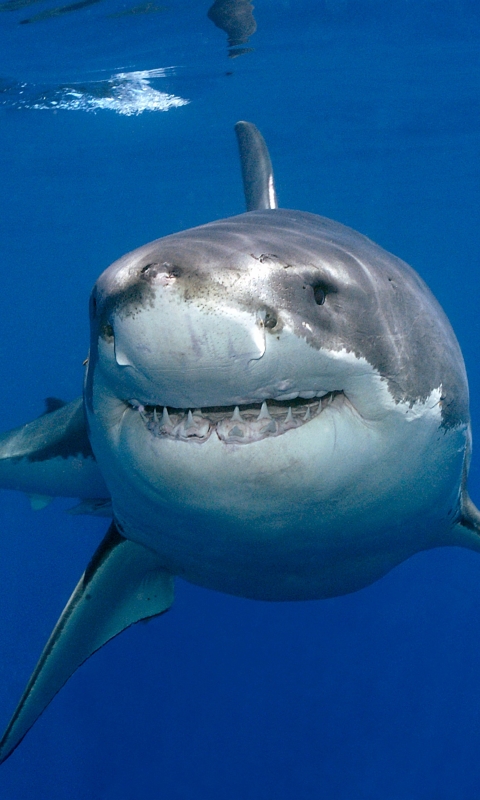Download mobile wallpaper Sharks, Animal, Fish, Underwater, Shark, Great White Shark for free.