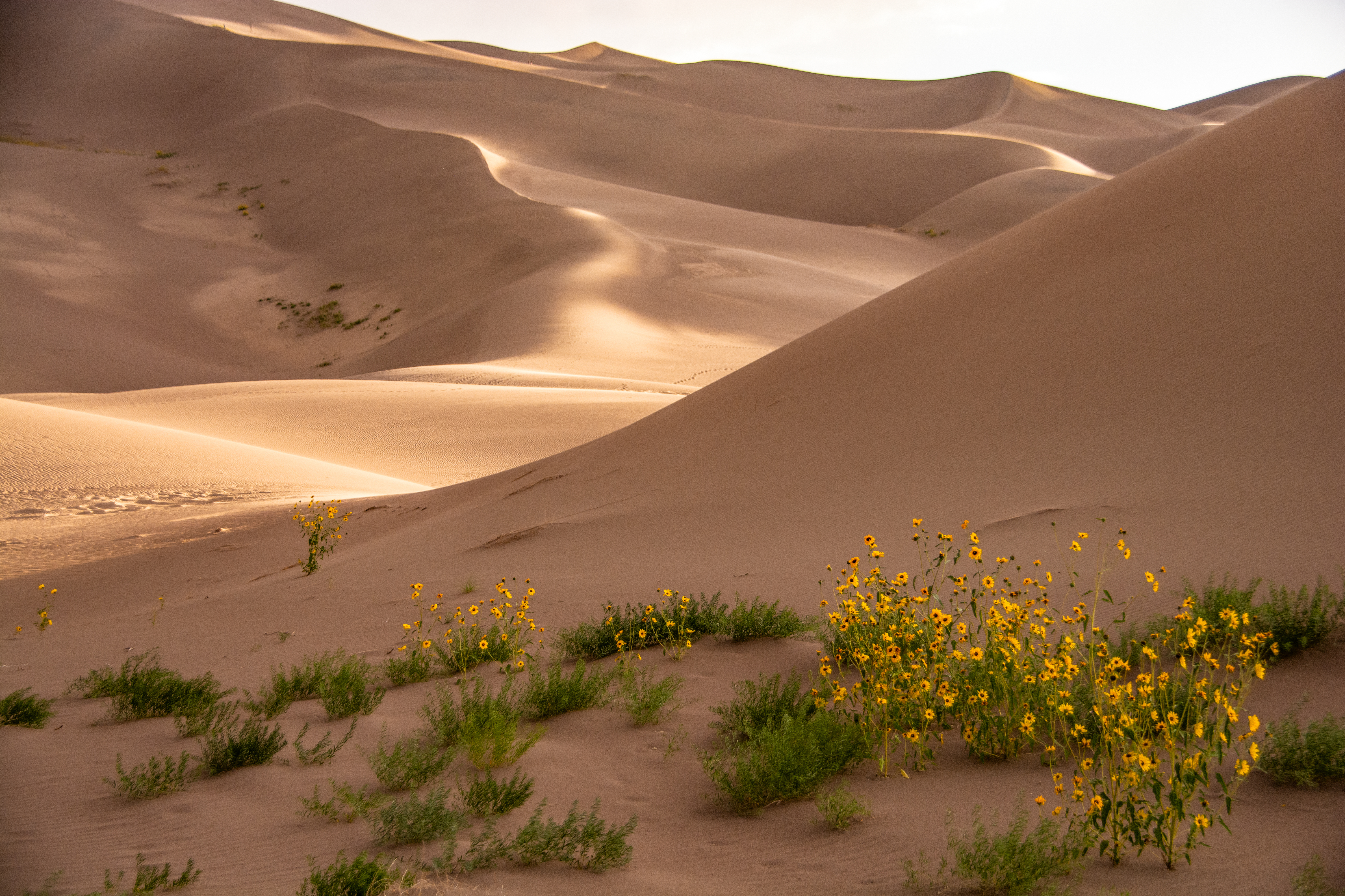157484 скачать картинку пустыня, цветы, барханы, природа, холмы, песок - обои и заставки бесплатно