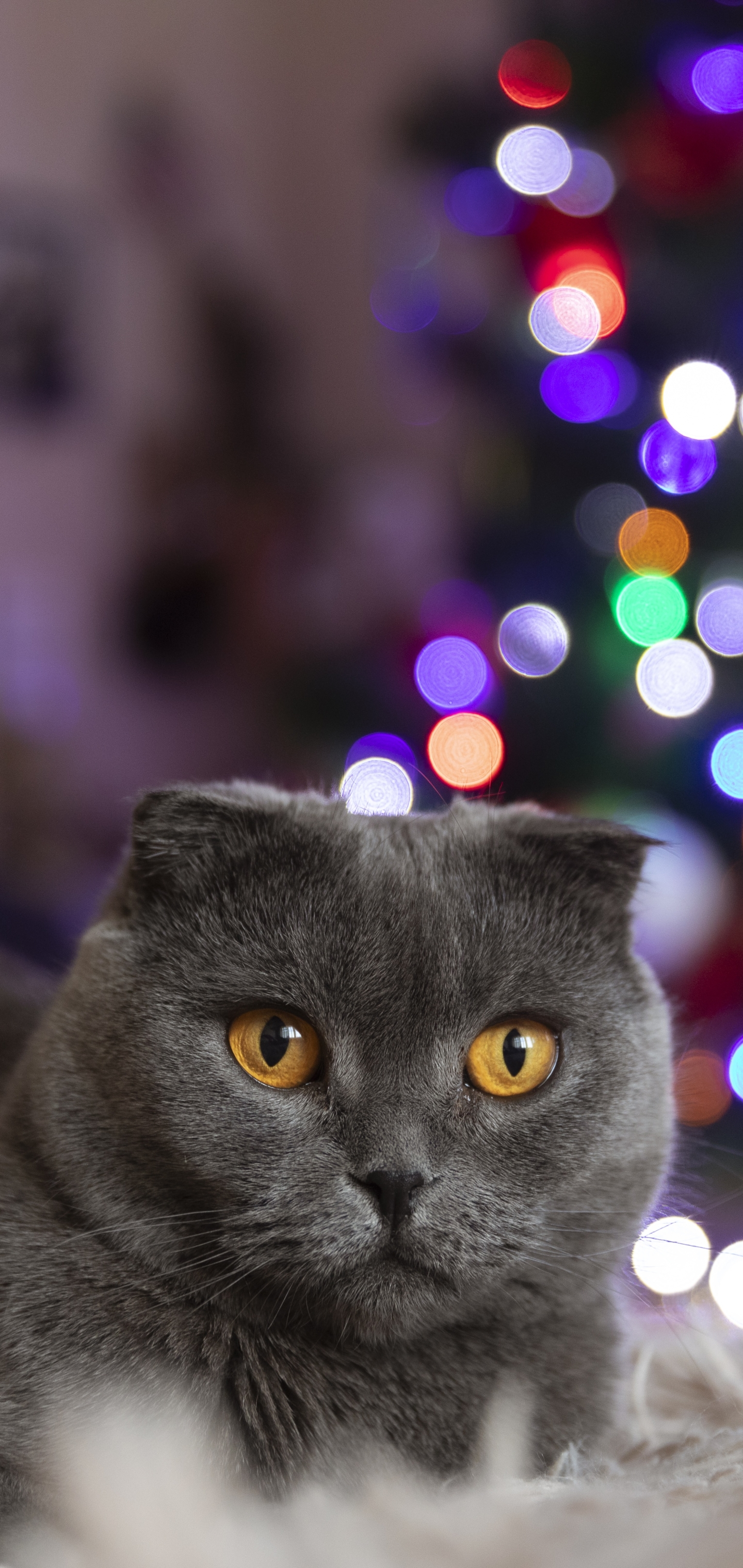 Descarga gratuita de fondo de pantalla para móvil de Animales, Gatos, Gato, Bokeh.