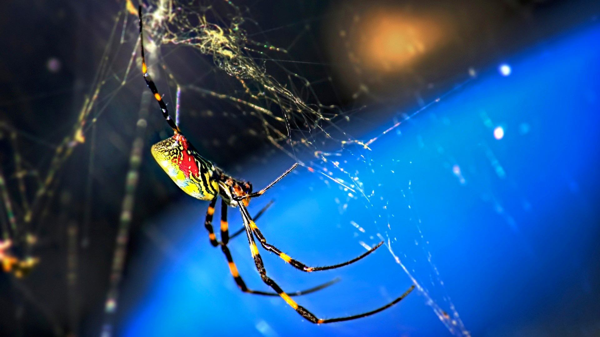 Download mobile wallpaper Spiders, Macro, Animal, Spider, Spider Web for free.