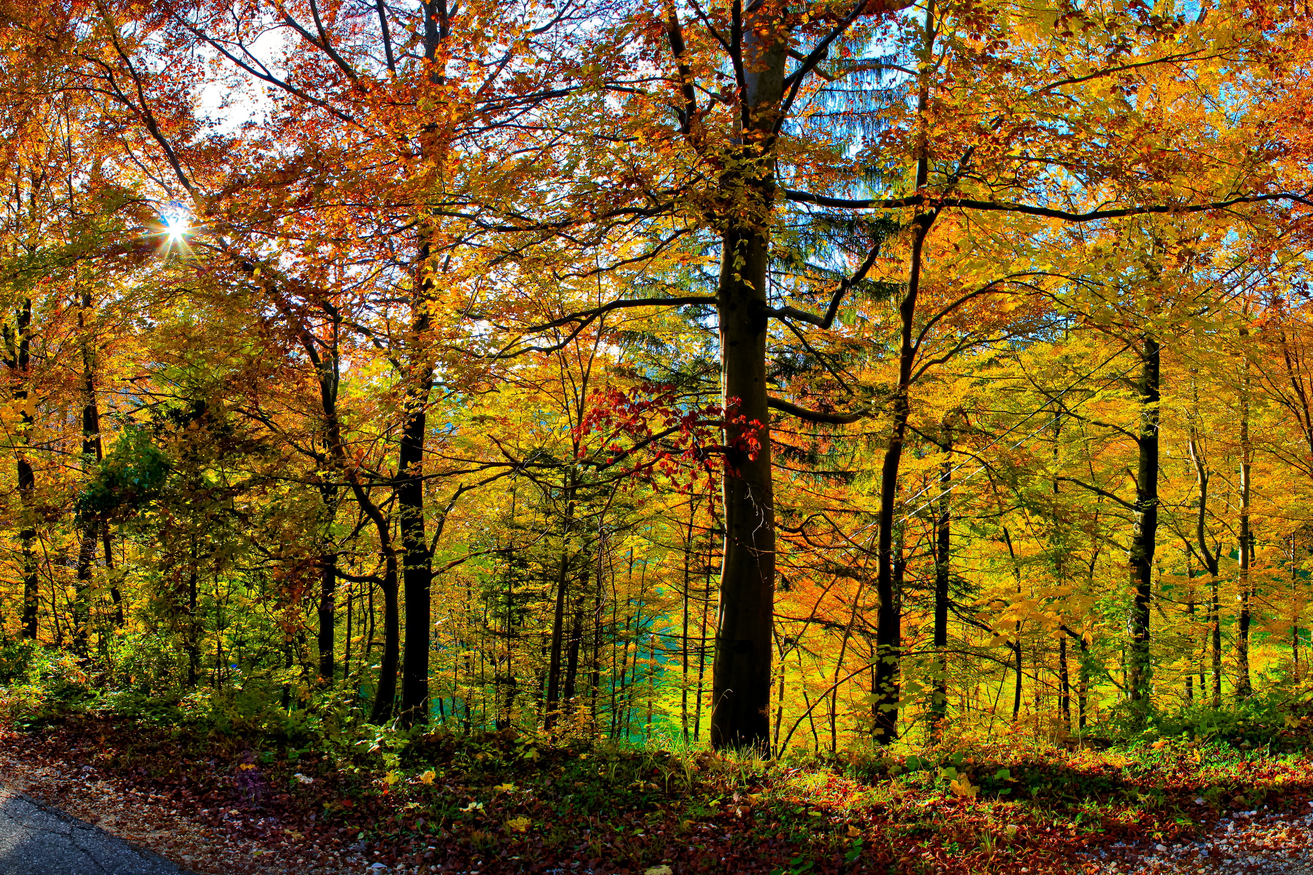 Handy-Wallpaper Landschaft, Herbst, Wald, Szene, Erde/natur kostenlos herunterladen.
