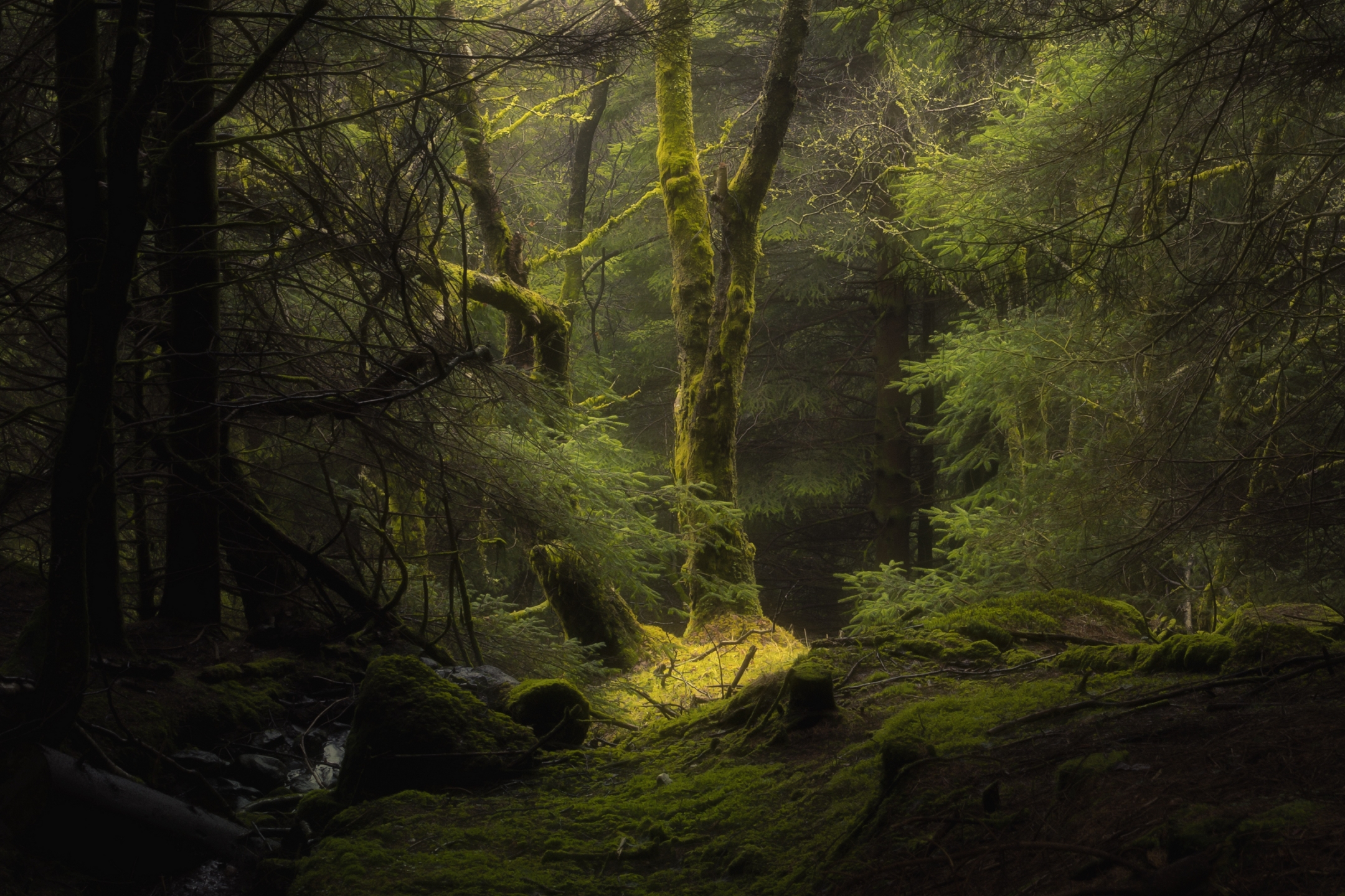 Laden Sie das Wald, Baum, Erde/natur-Bild kostenlos auf Ihren PC-Desktop herunter