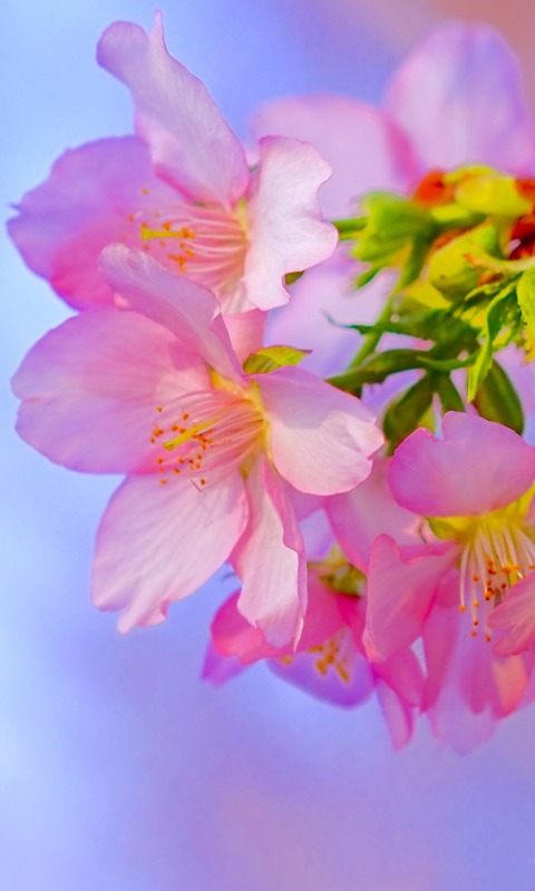 Download mobile wallpaper Flowers, Flower, Close Up, Earth, Blossom, Pink Flower for free.