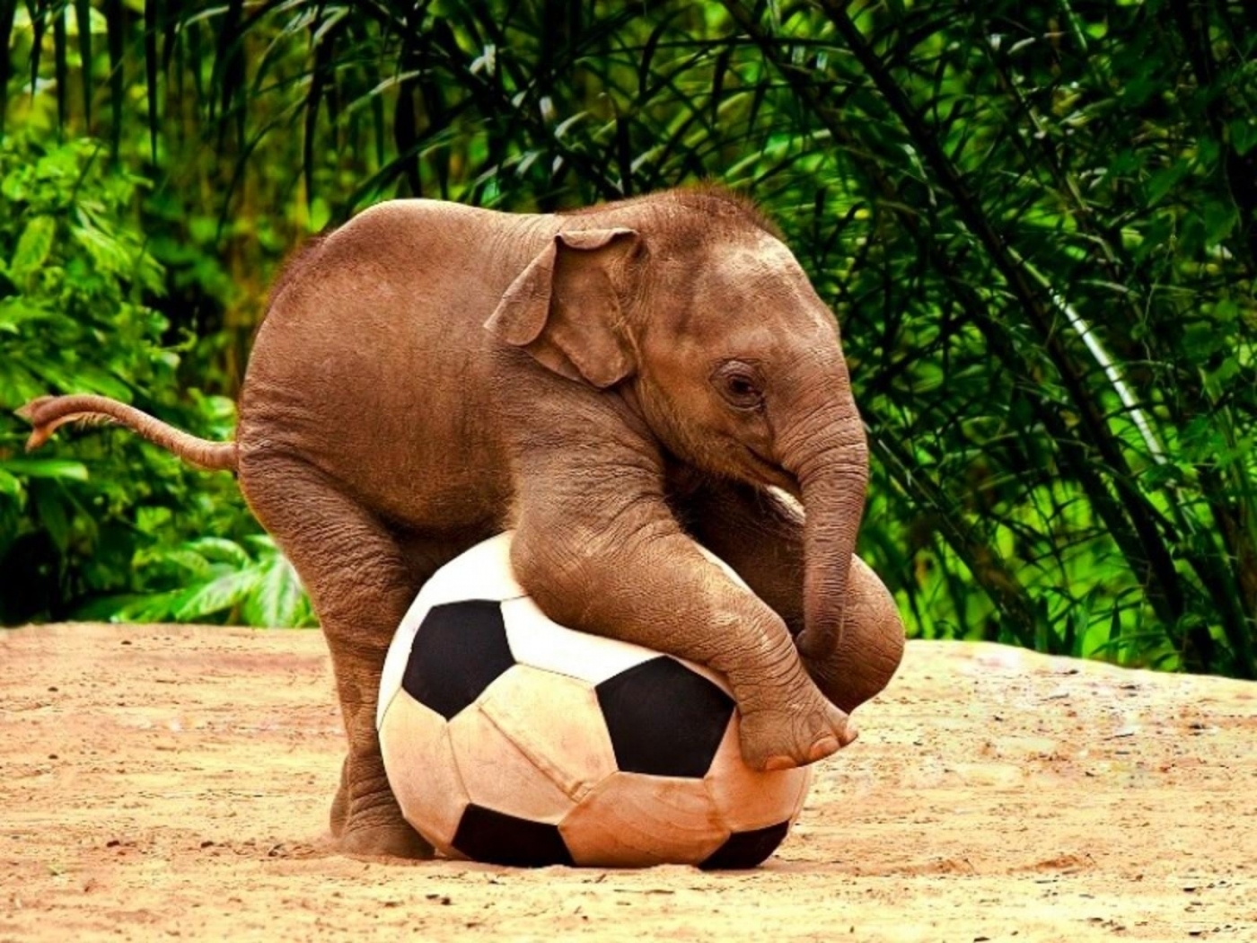 Скачать обои бесплатно Животные, Слоны, Футбол картинка на рабочий стол ПК