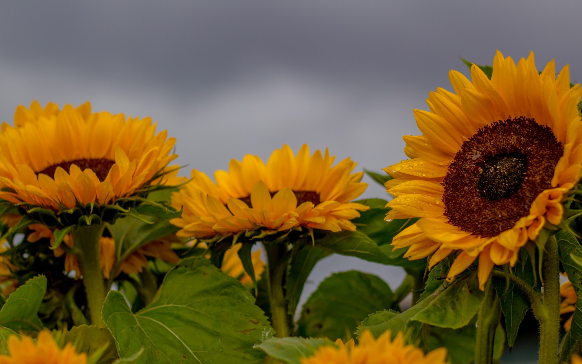 Descarga gratuita de fondo de pantalla para móvil de Flores, Girasol, Tierra/naturaleza.