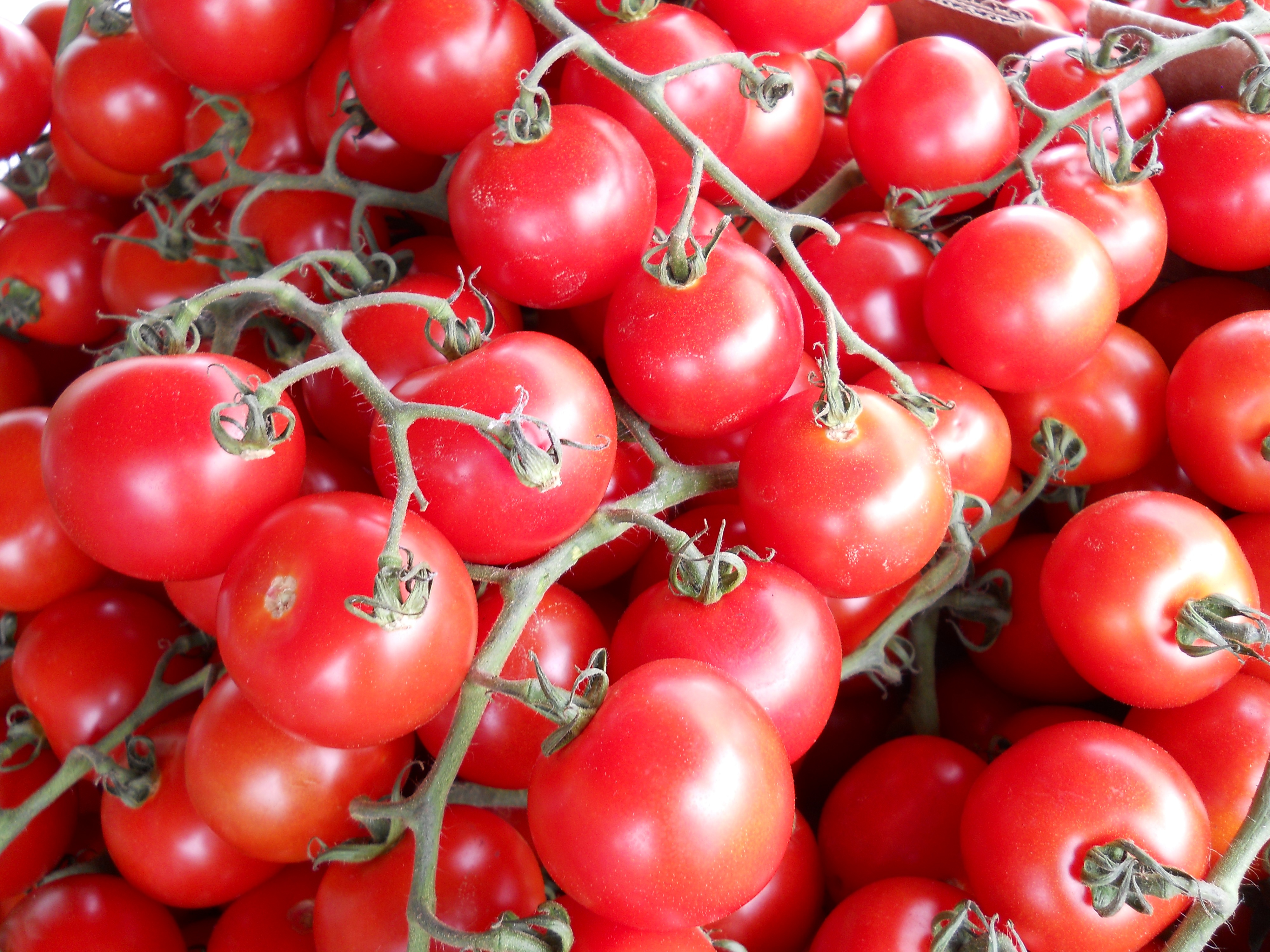 109555 завантажити шпалери томати, їжа, овочі, гілка, помідори - заставки і картинки безкоштовно