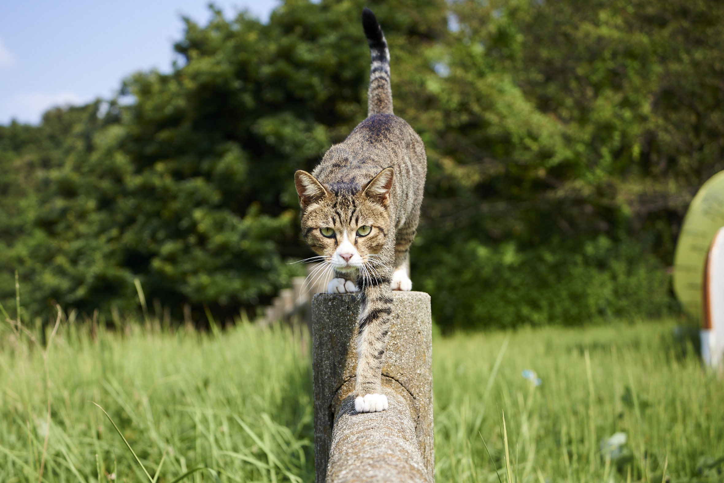 Laden Sie das Tiere, Katzen, Katze-Bild kostenlos auf Ihren PC-Desktop herunter