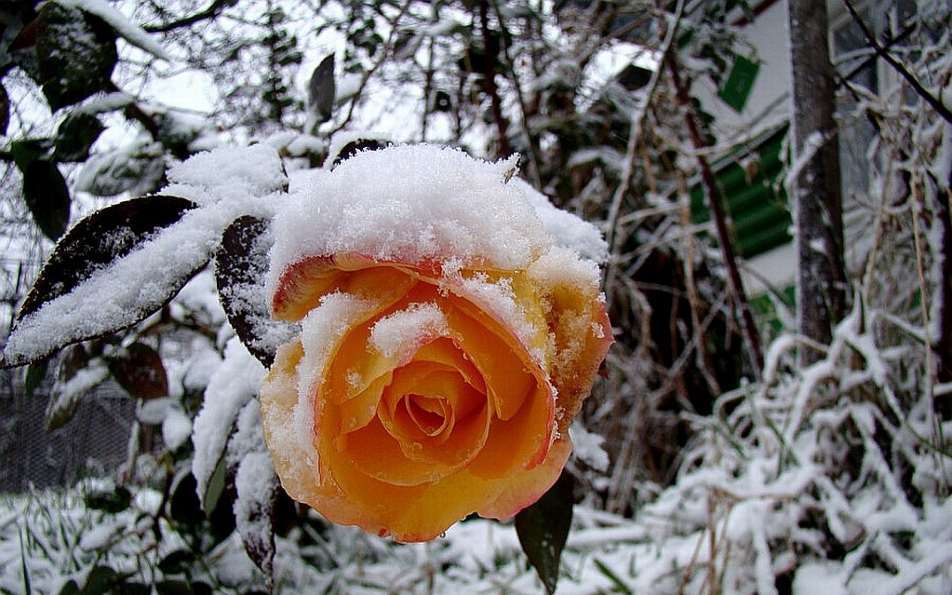 Handy-Wallpaper Blumen, Rose, Erde/natur kostenlos herunterladen.