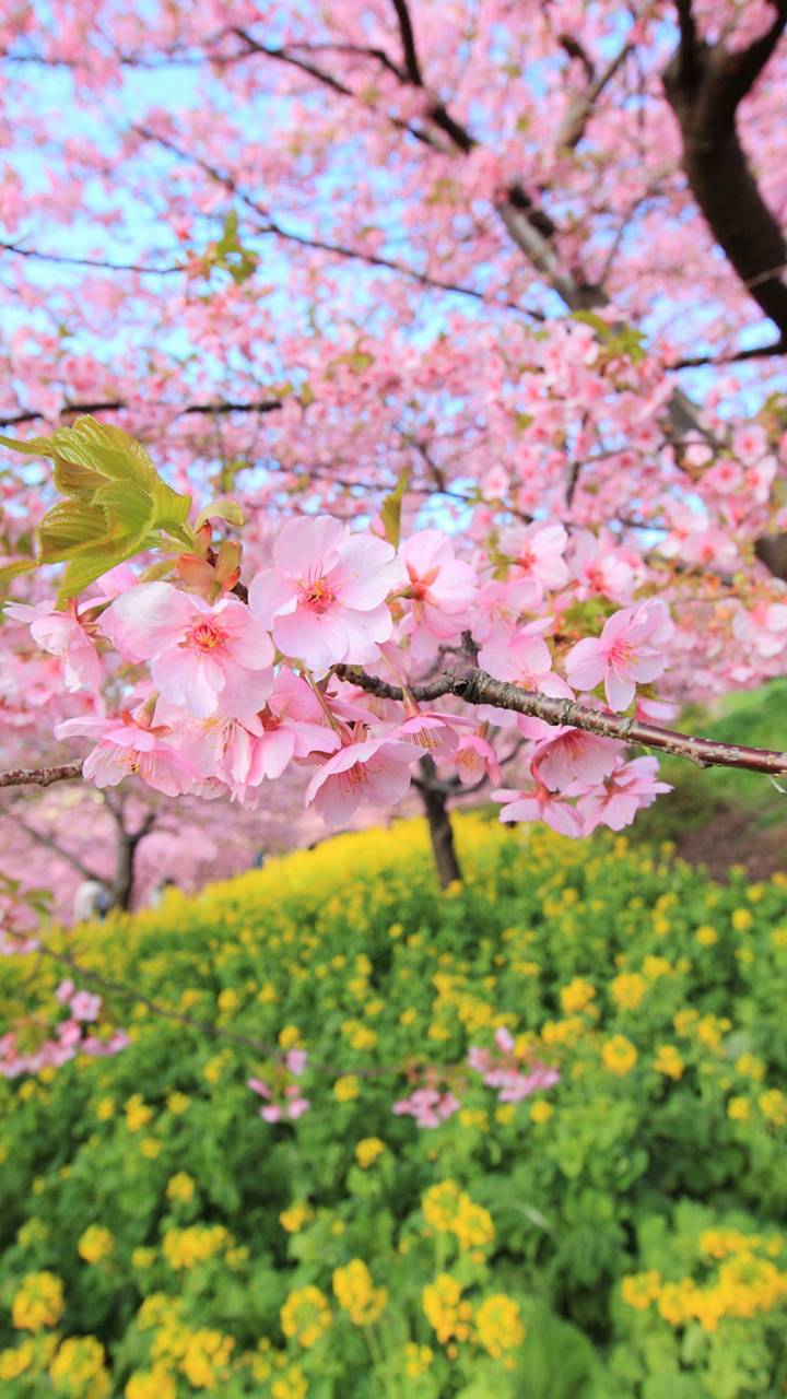 Скачать картинку Дерево, Земля, Весна, Цветущие, Цвести, Земля/природа, Розовый Цветок в телефон бесплатно.