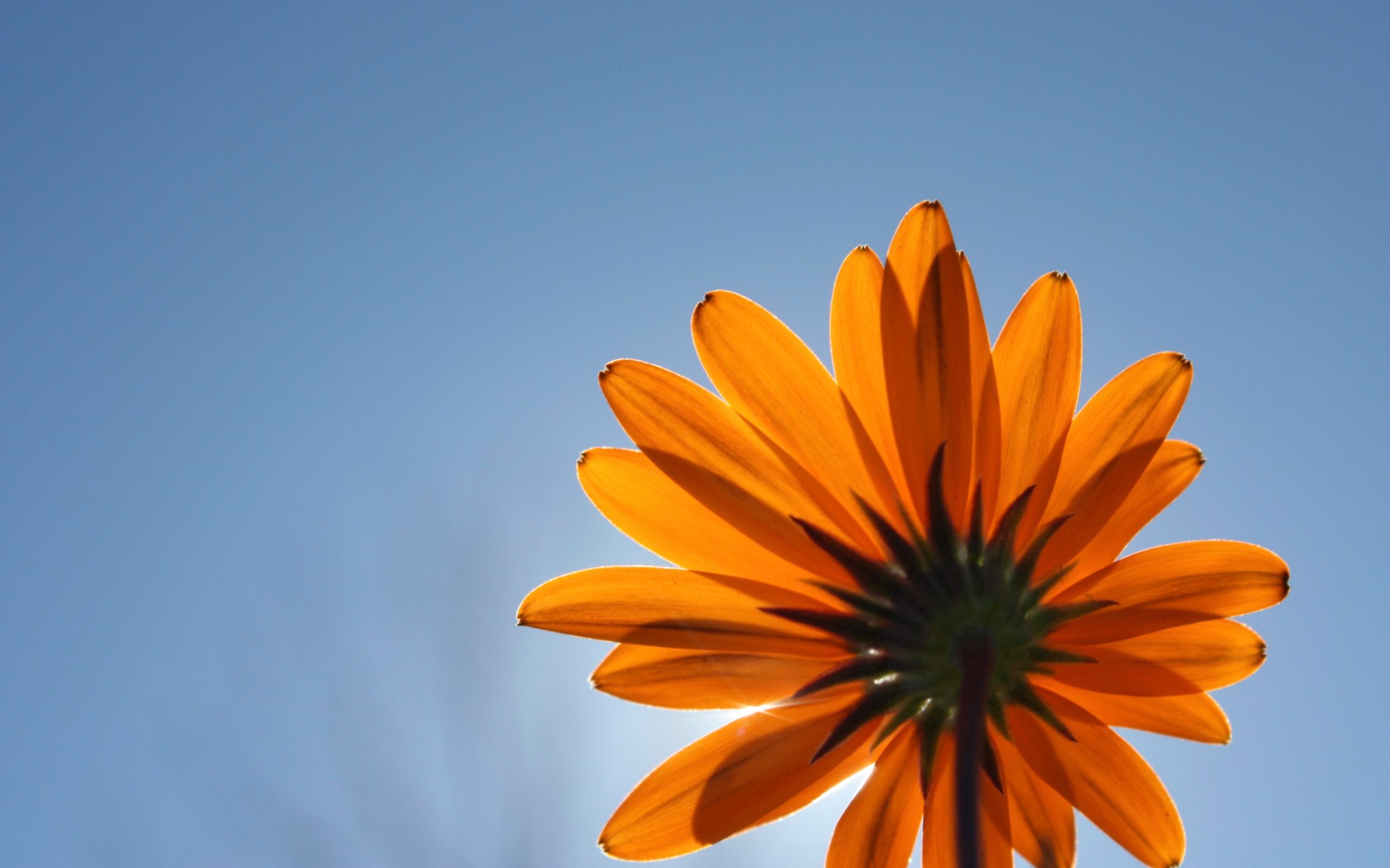 Laden Sie das Blumen, Blume, Himmel, Erde/natur-Bild kostenlos auf Ihren PC-Desktop herunter