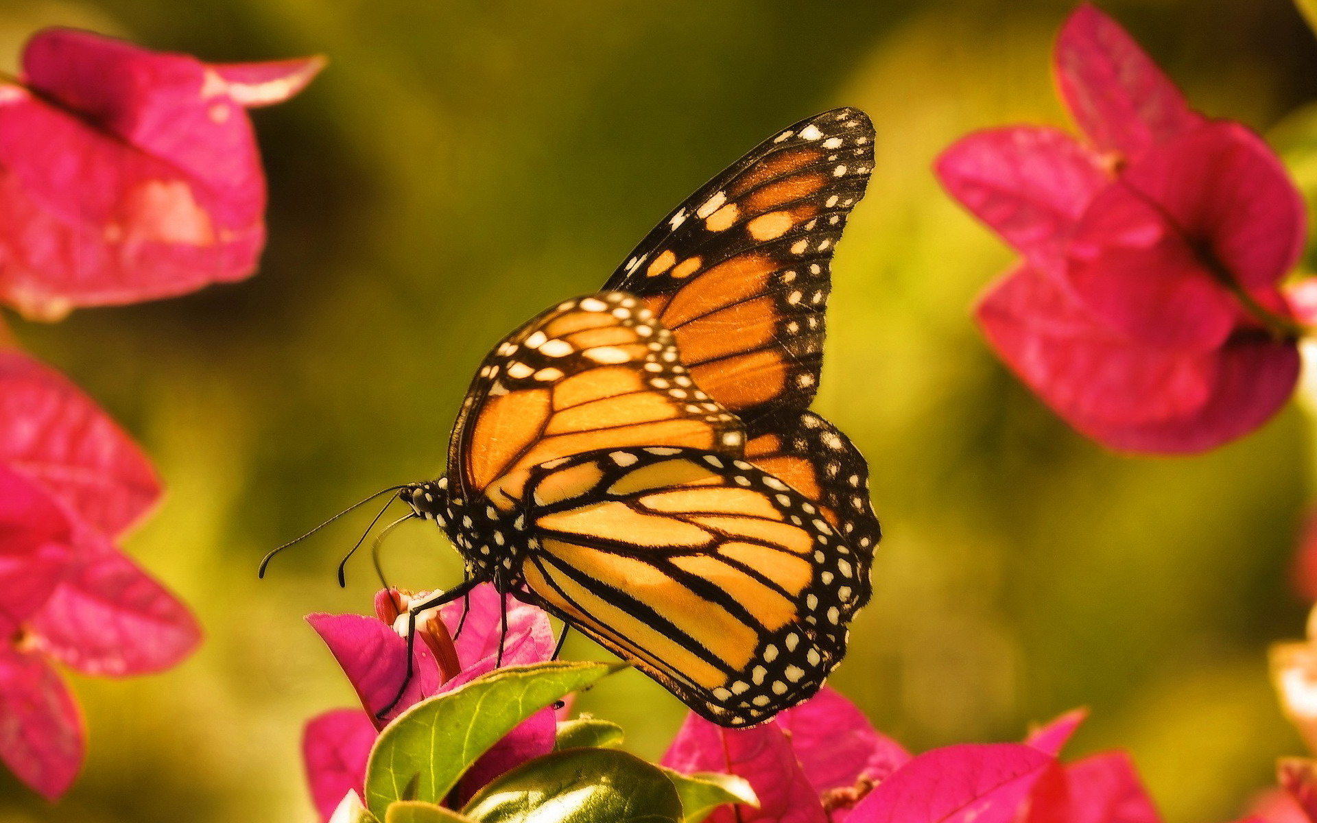 PCデスクトップに動物, 蝶, 花, オレンジ色）画像を無料でダウンロード