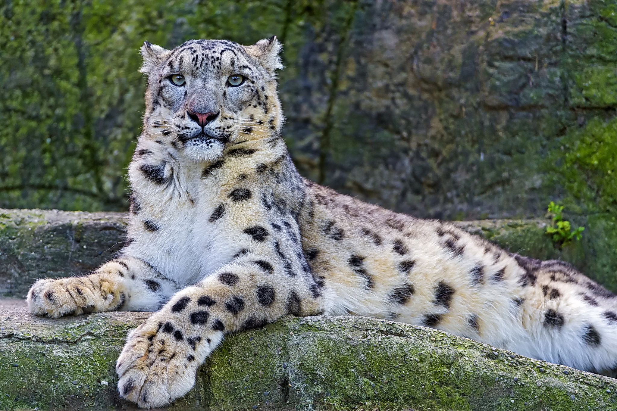 Descarga gratuita de fondo de pantalla para móvil de Animales, Gatos, Leopardo De Las Nieves.