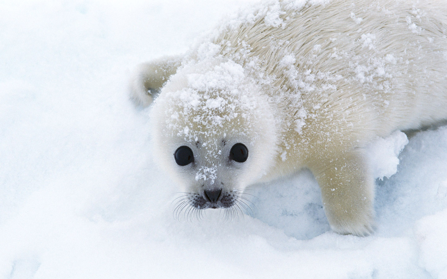 Free download wallpaper Seal, Seals, Animal on your PC desktop