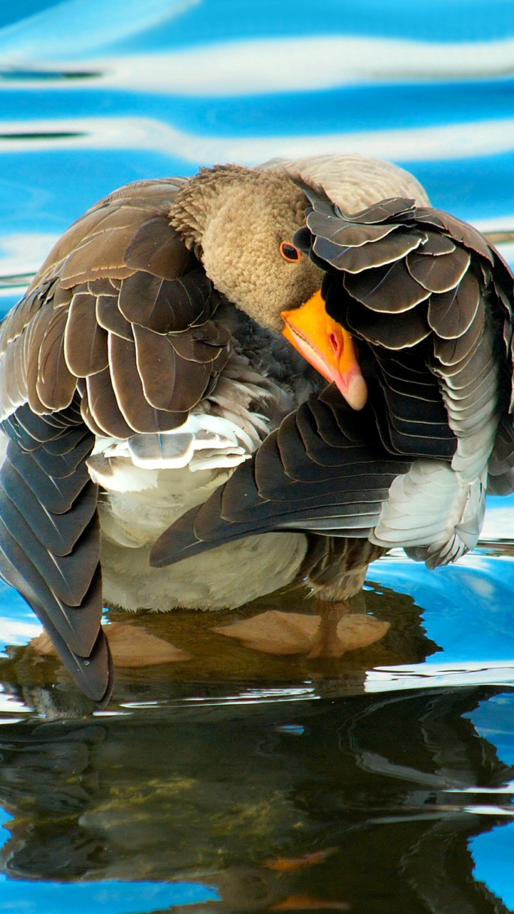 Download mobile wallpaper Birds, Water, Reflection, Bird, Animal, Wave, Goose for free.