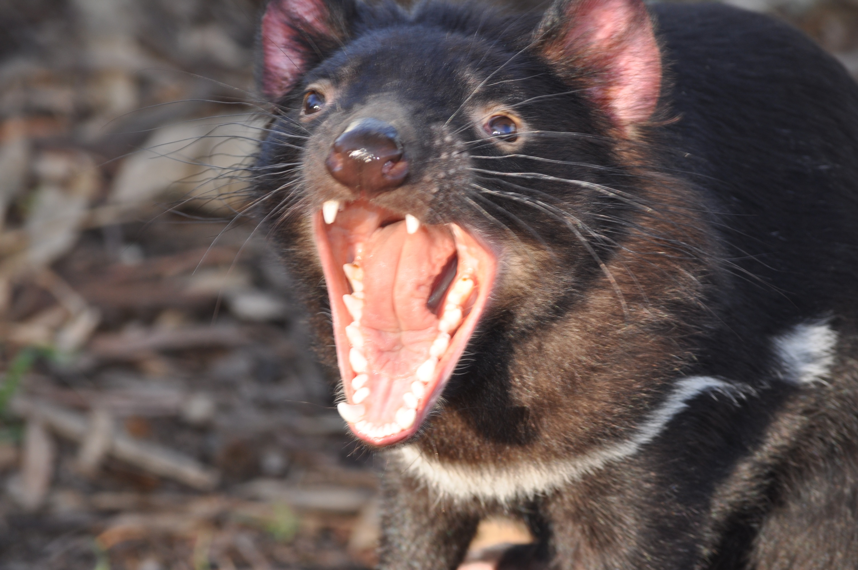 611757 Hintergrundbild herunterladen tasmanischer teufel, tiere, teufel - Bildschirmschoner und Bilder kostenlos