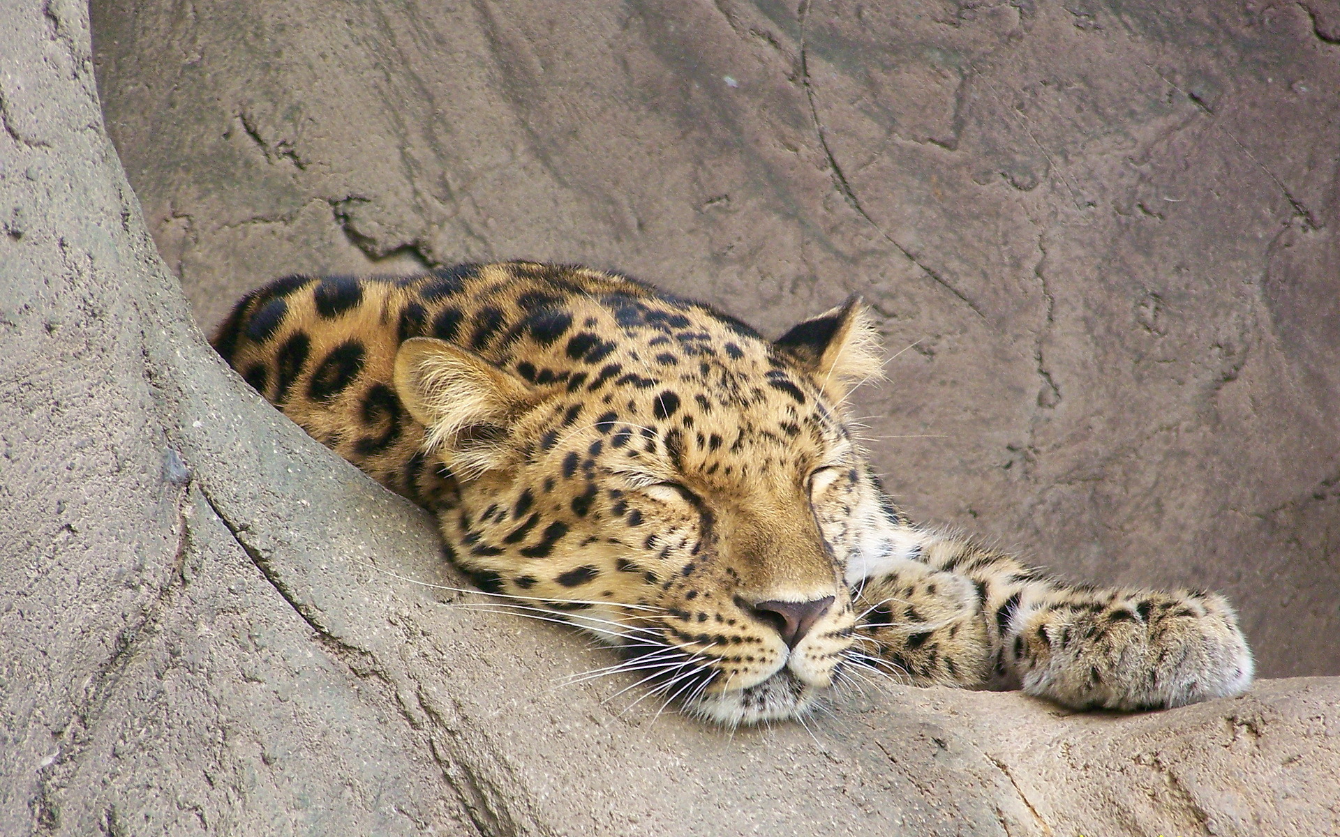 Descarga gratuita de fondo de pantalla para móvil de Animales, Gatos, Leopardo.