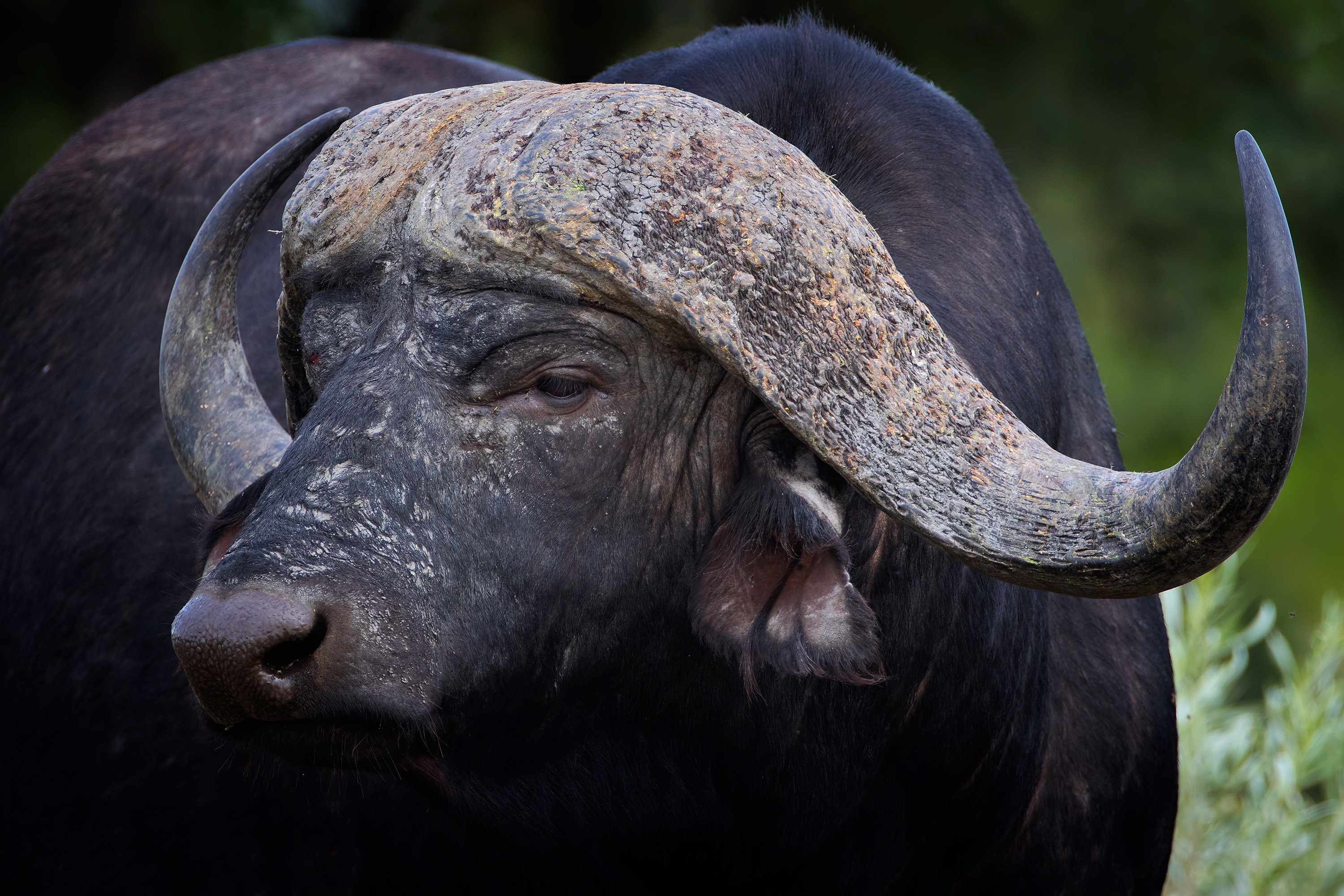 979823 baixar papel de parede animais, búfalo africano - protetores de tela e imagens gratuitamente