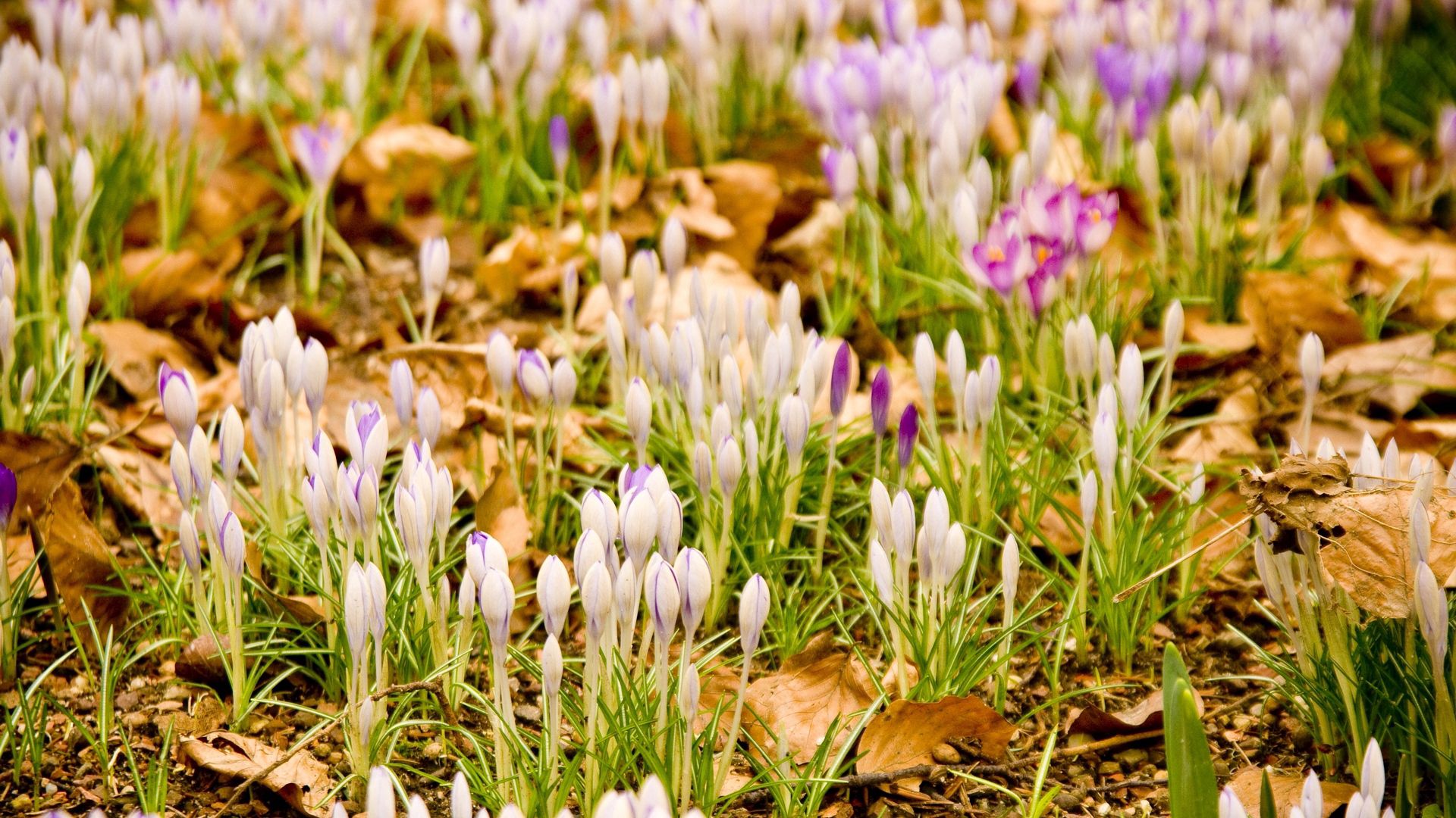 desktop Images snowdrops, flowers, grass