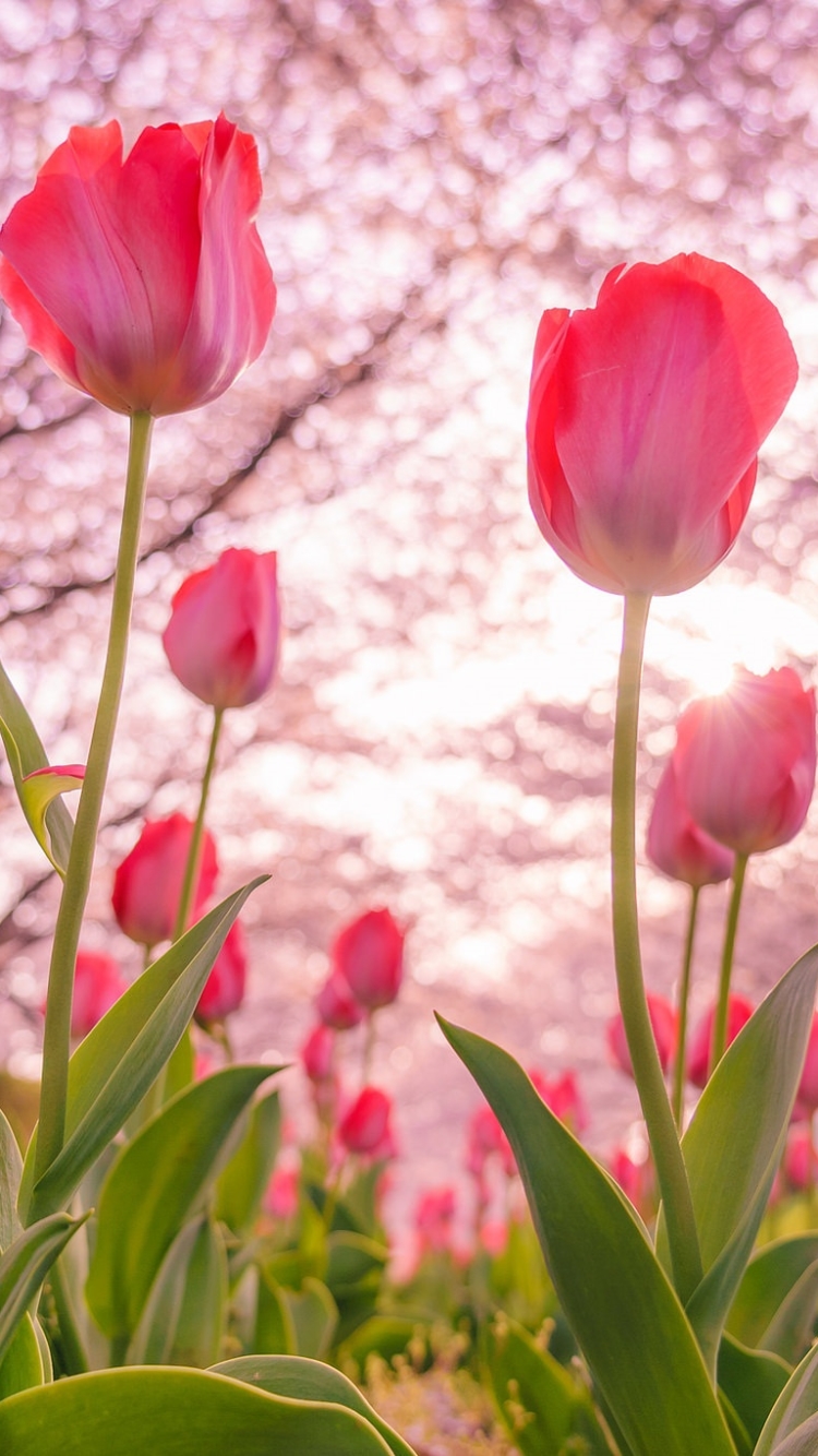 Descarga gratuita de fondo de pantalla para móvil de Naturaleza, Flores, Flor, Flor Rosa, Tulipán, Tierra/naturaleza.