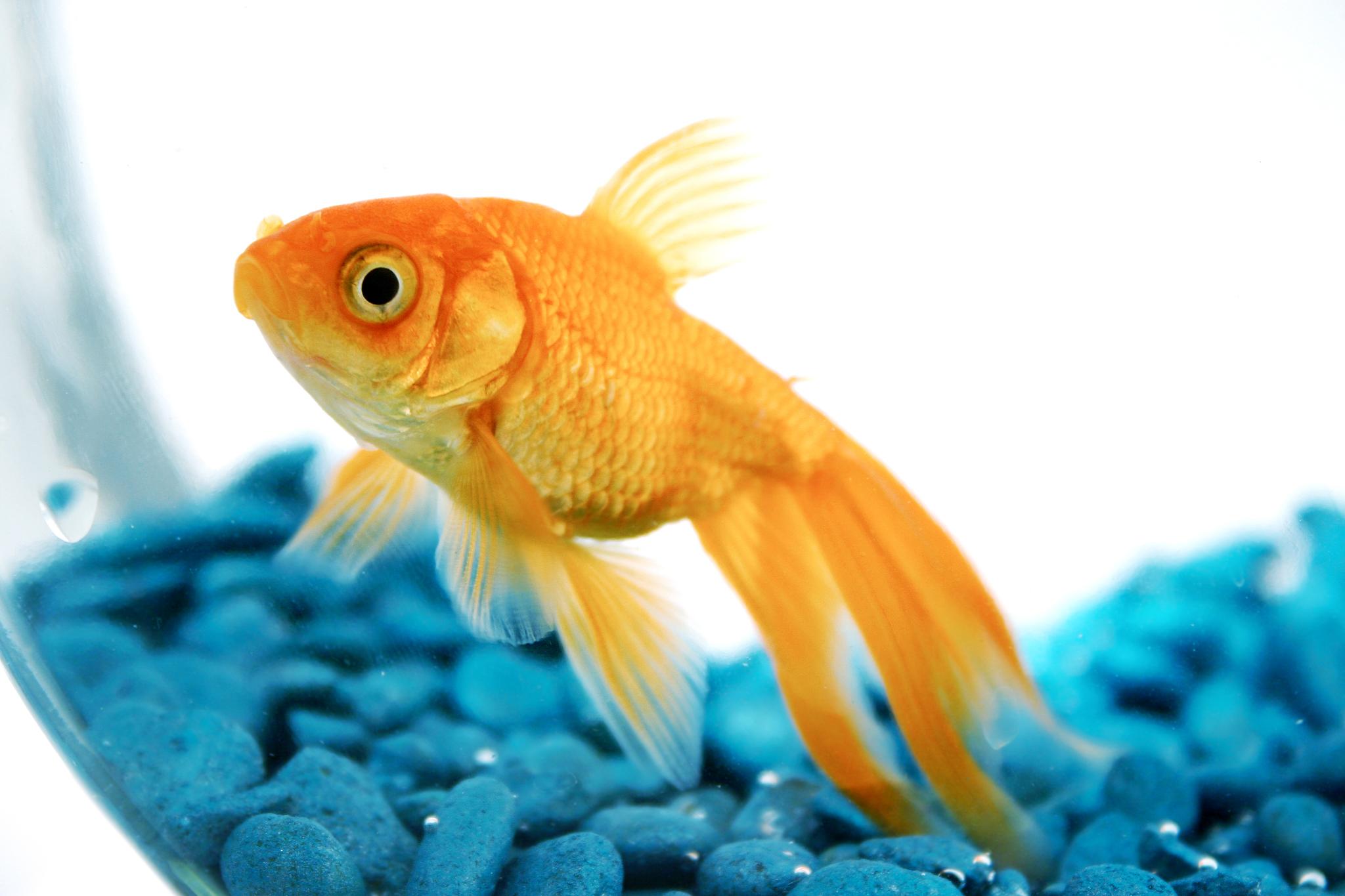 Скачать обои бесплатно Животные, Золотая Рыбка картинка на рабочий стол ПК