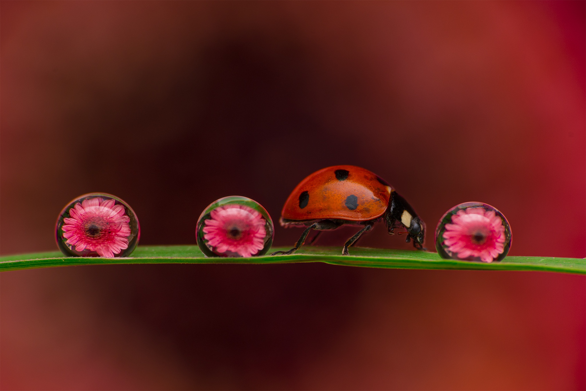 Download mobile wallpaper Flower, Macro, Insect, Animal, Ladybug, Water Drop for free.