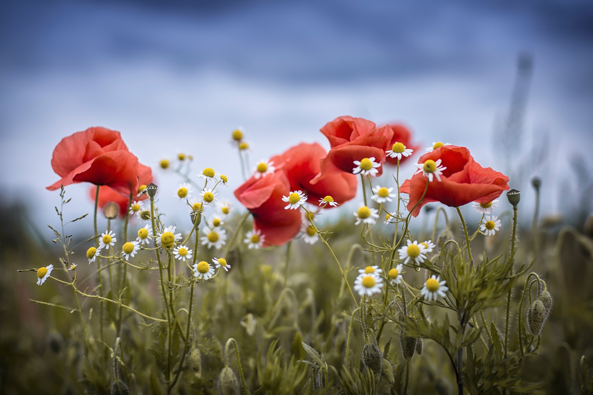 Download mobile wallpaper Nature, Flowers, Summer, Flower, Earth, Poppy, Red Flower for free.