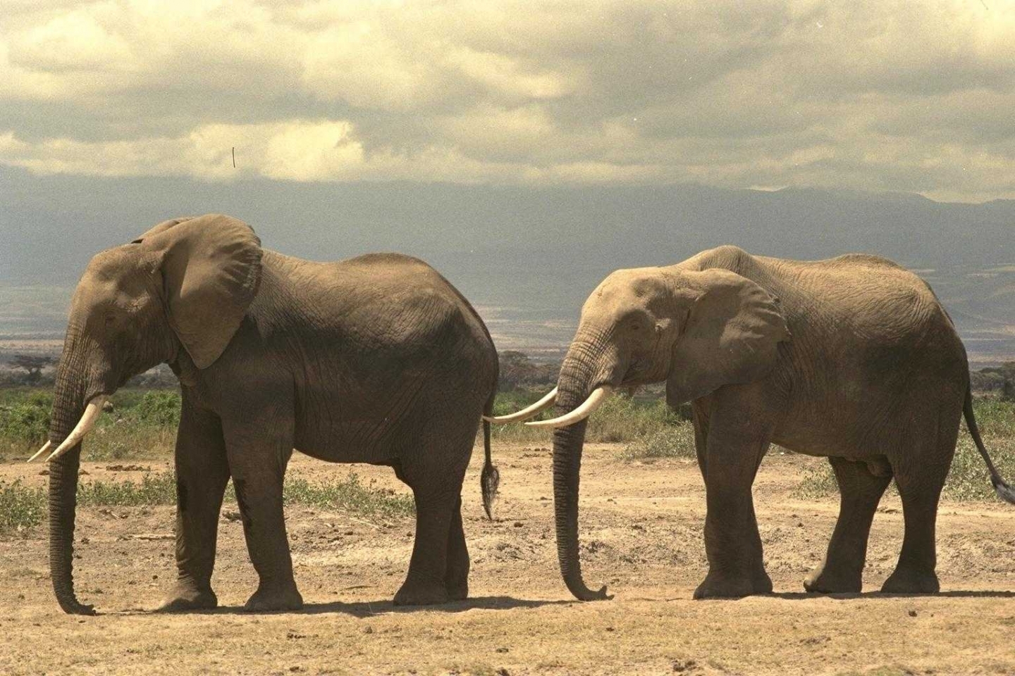 3630 télécharger l'image elephants, animaux, jaune - fonds d'écran et économiseurs d'écran gratuits