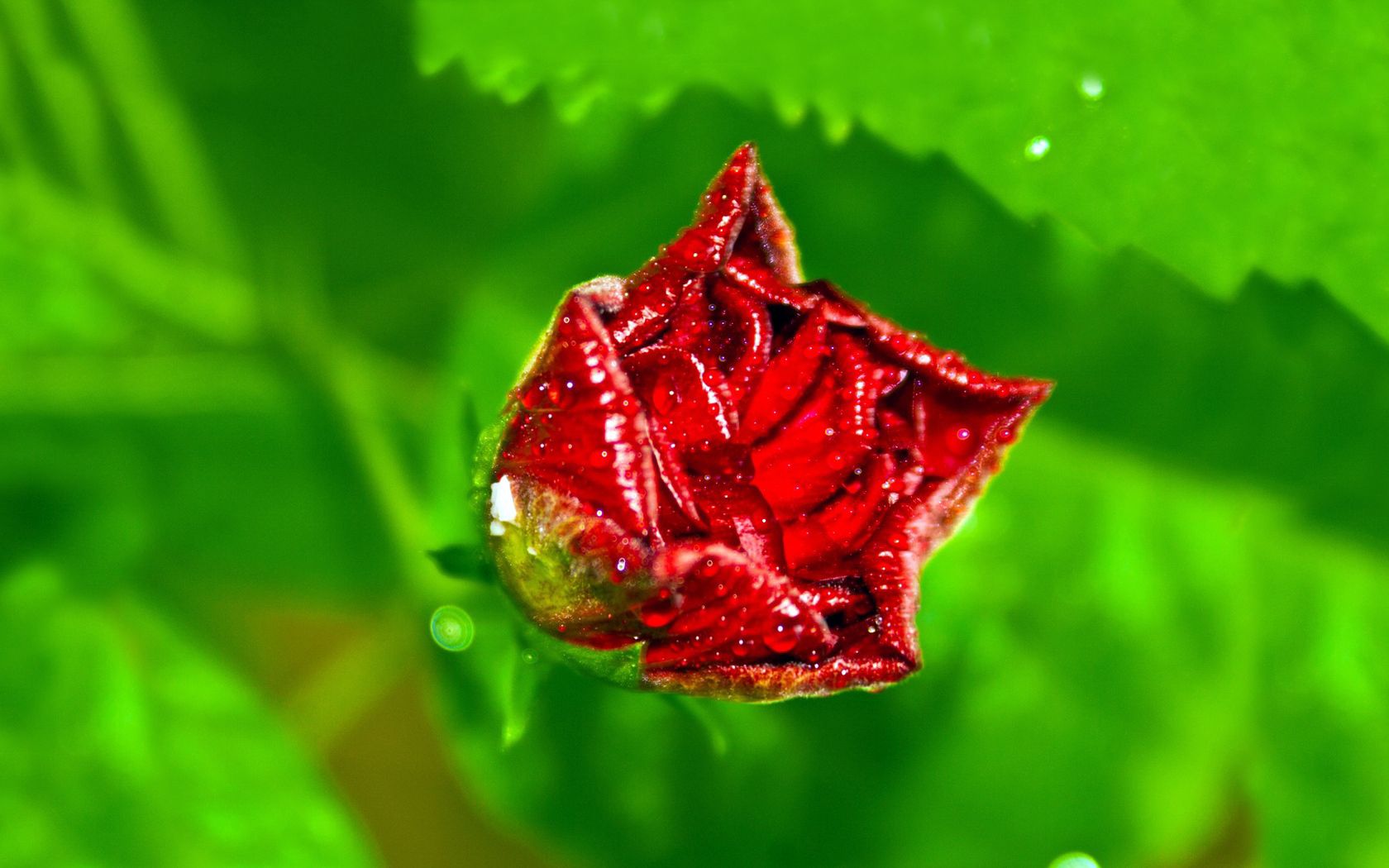 background, drops, green, red, macro, rose flower, rose, petals, dew