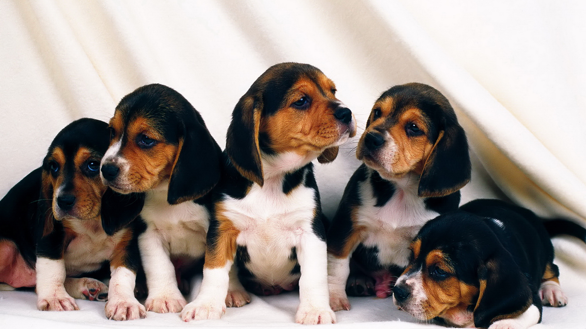 165511 Bild herunterladen tiere, beagle, hund, welpen, hunde - Hintergrundbilder und Bildschirmschoner kostenlos