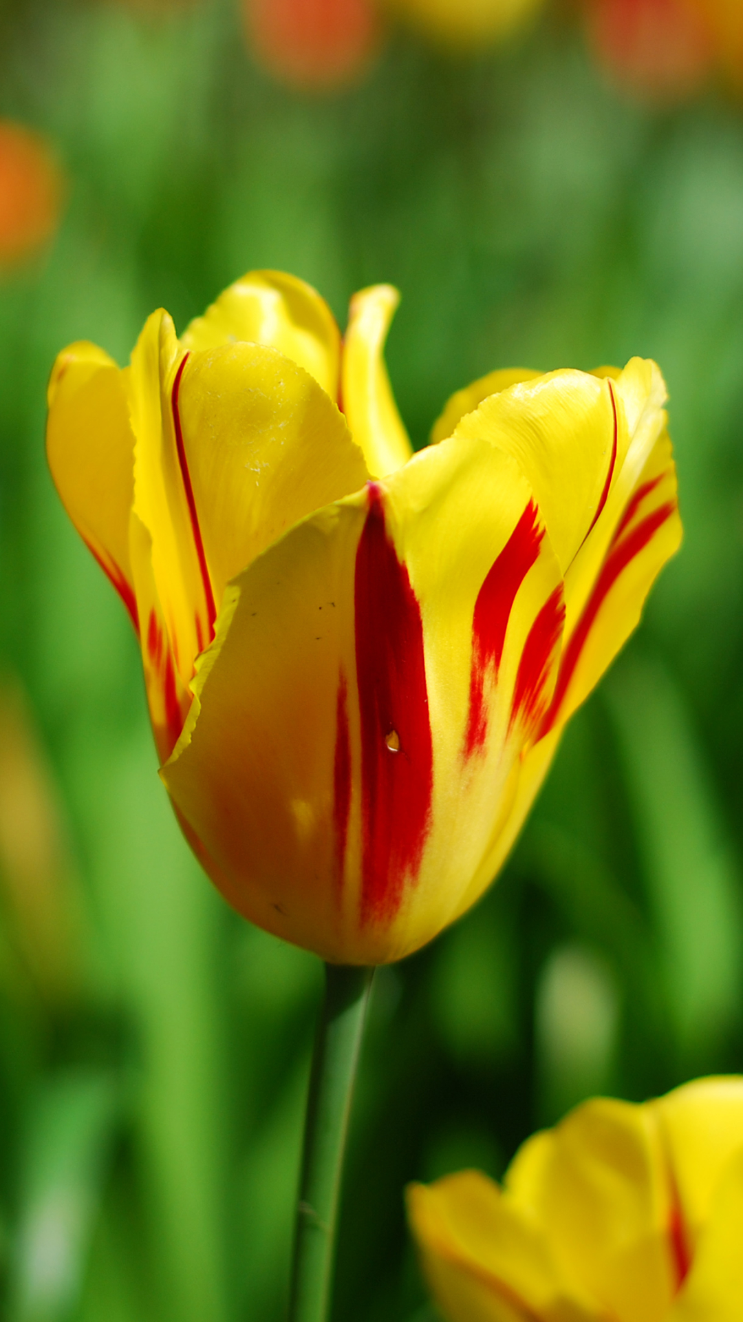 Handy-Wallpaper Blumen, Tulpe, Erde/natur kostenlos herunterladen.