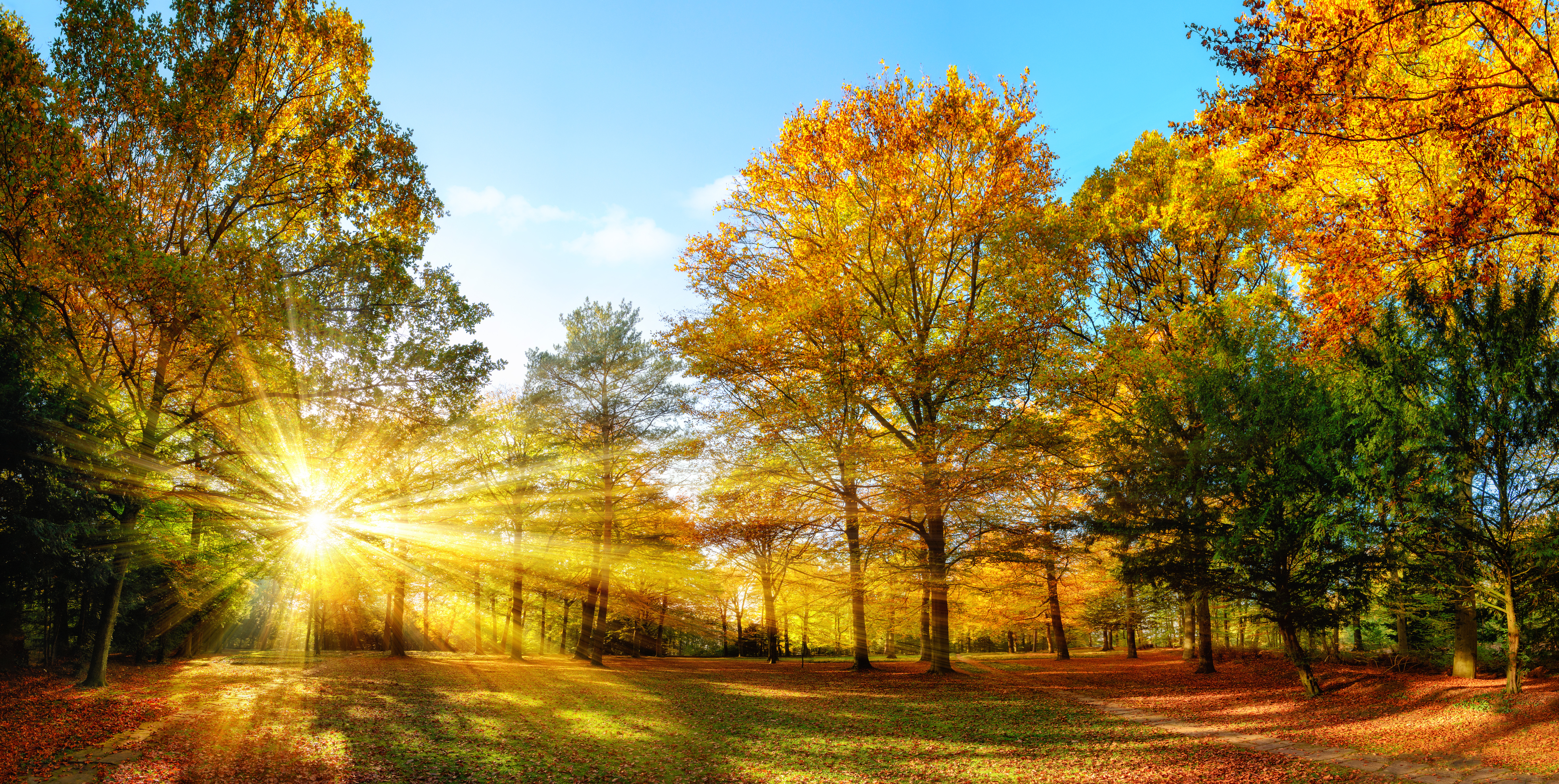 Baixar papel de parede para celular de Natureza, Outono, Parque, Árvore, Terra/natureza, Raio Solar gratuito.