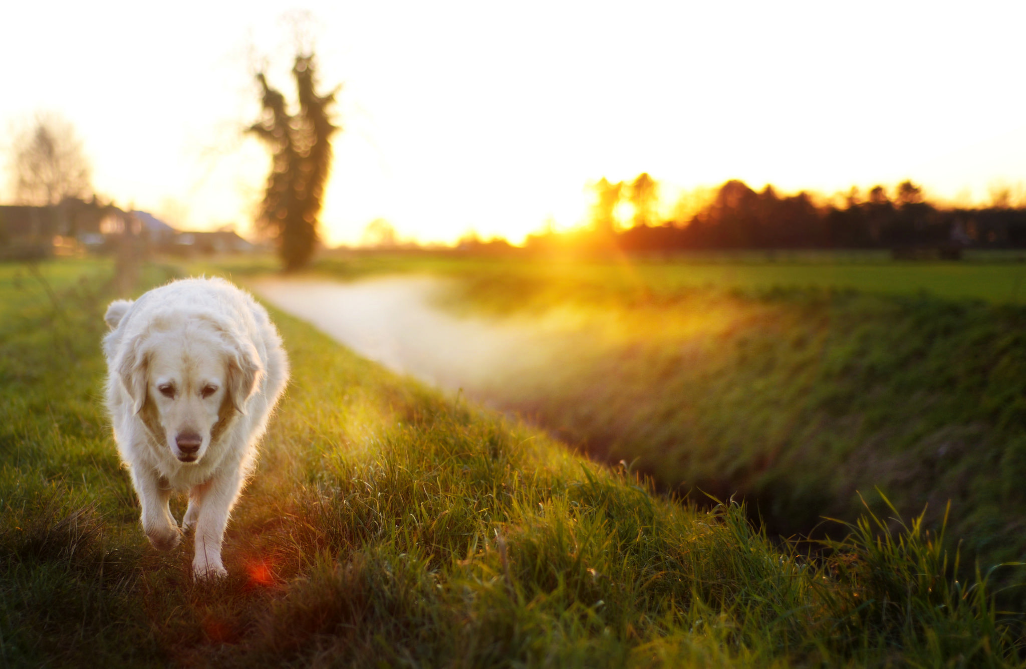 Download mobile wallpaper Dogs, Grass, Dog, Animal, Golden Retriever, Sunny, Depth Of Field for free.