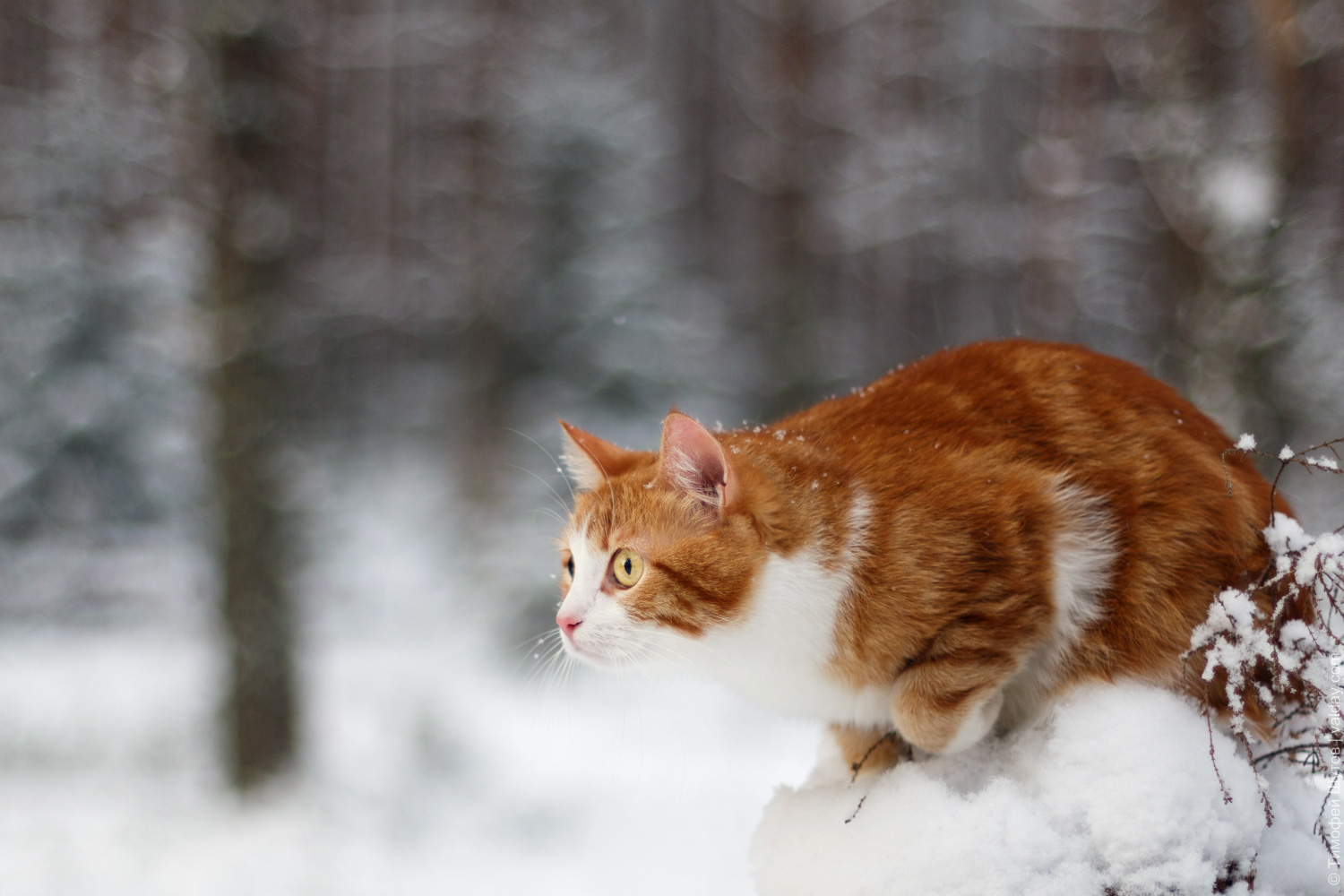 Handy-Wallpaper Tiere, Winter, Schnee, Katze kostenlos herunterladen.