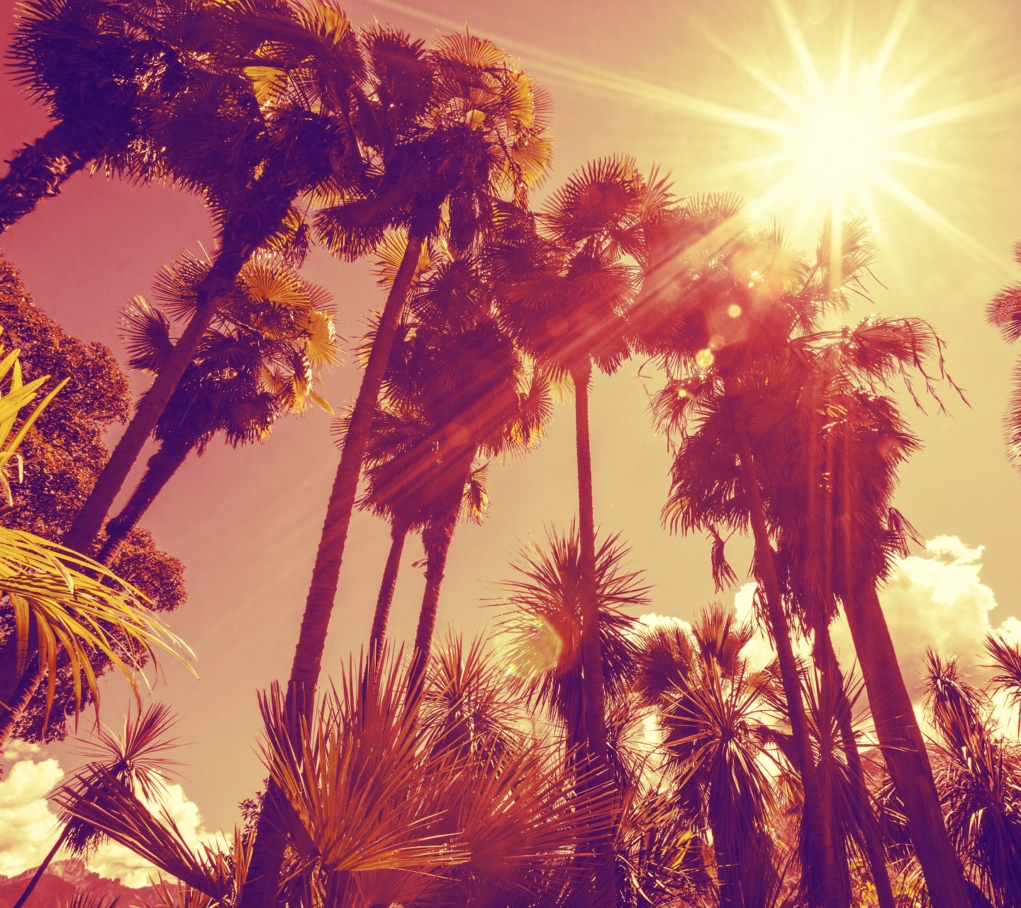 Download mobile wallpaper Sun, Earth, Sunbeam, Palm Tree, Sunbean for free.