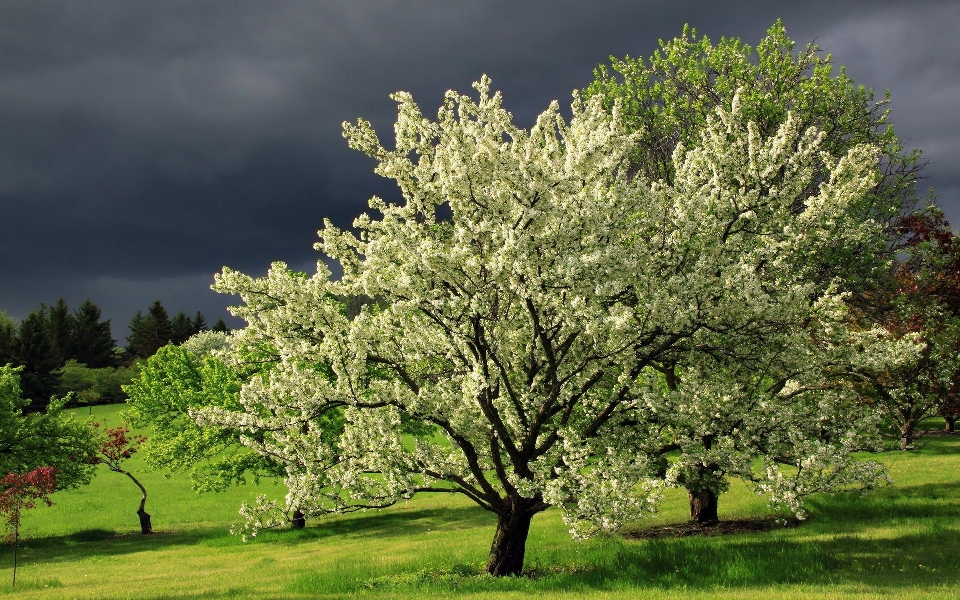 Download mobile wallpaper Trees, Sky, Tree, Earth, Field, Cloud, White Flower, Blossom for free.