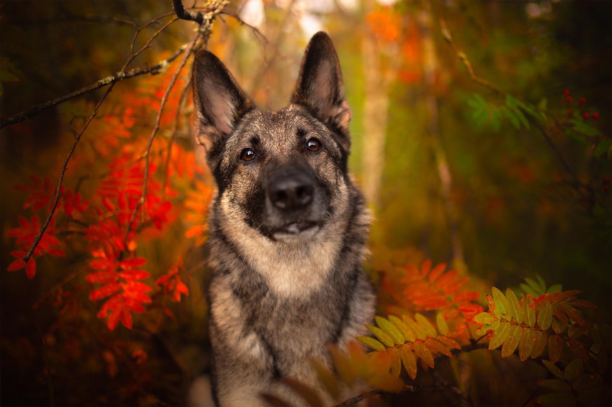 Download mobile wallpaper Dogs, Dog, Fall, Animal, German Shepherd for free.