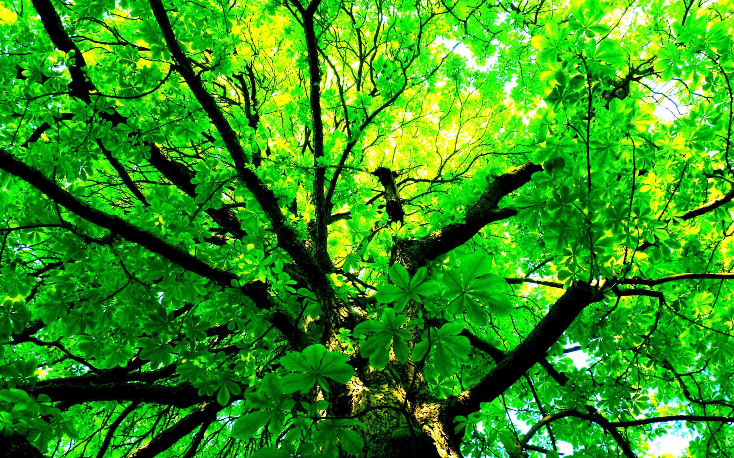 Baixe gratuitamente a imagem Árvores, Árvore, Folha, Ramo, Marquise, Terra/natureza na área de trabalho do seu PC