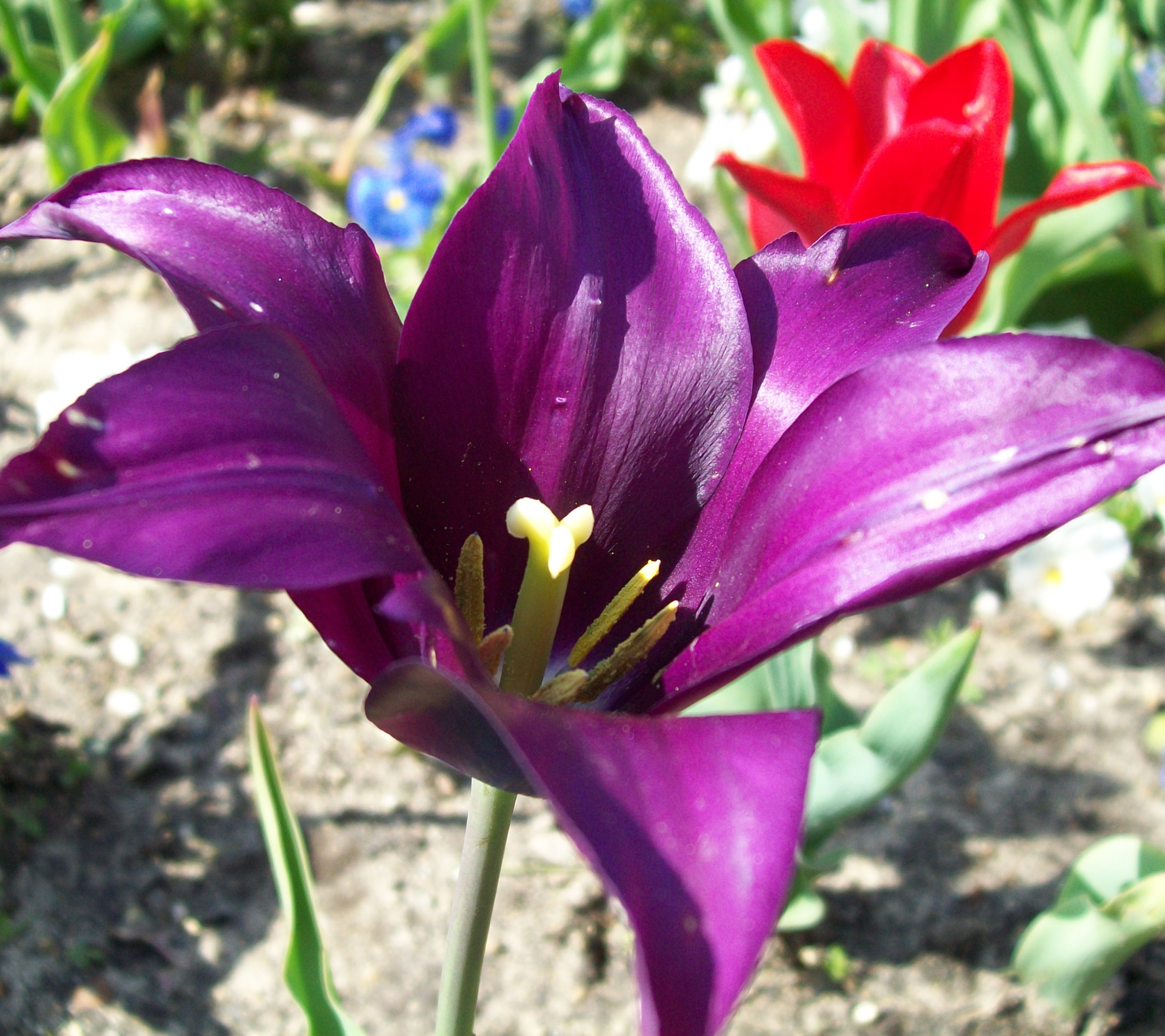 Baixe gratuitamente a imagem Flores, Flor, Terra/natureza na área de trabalho do seu PC