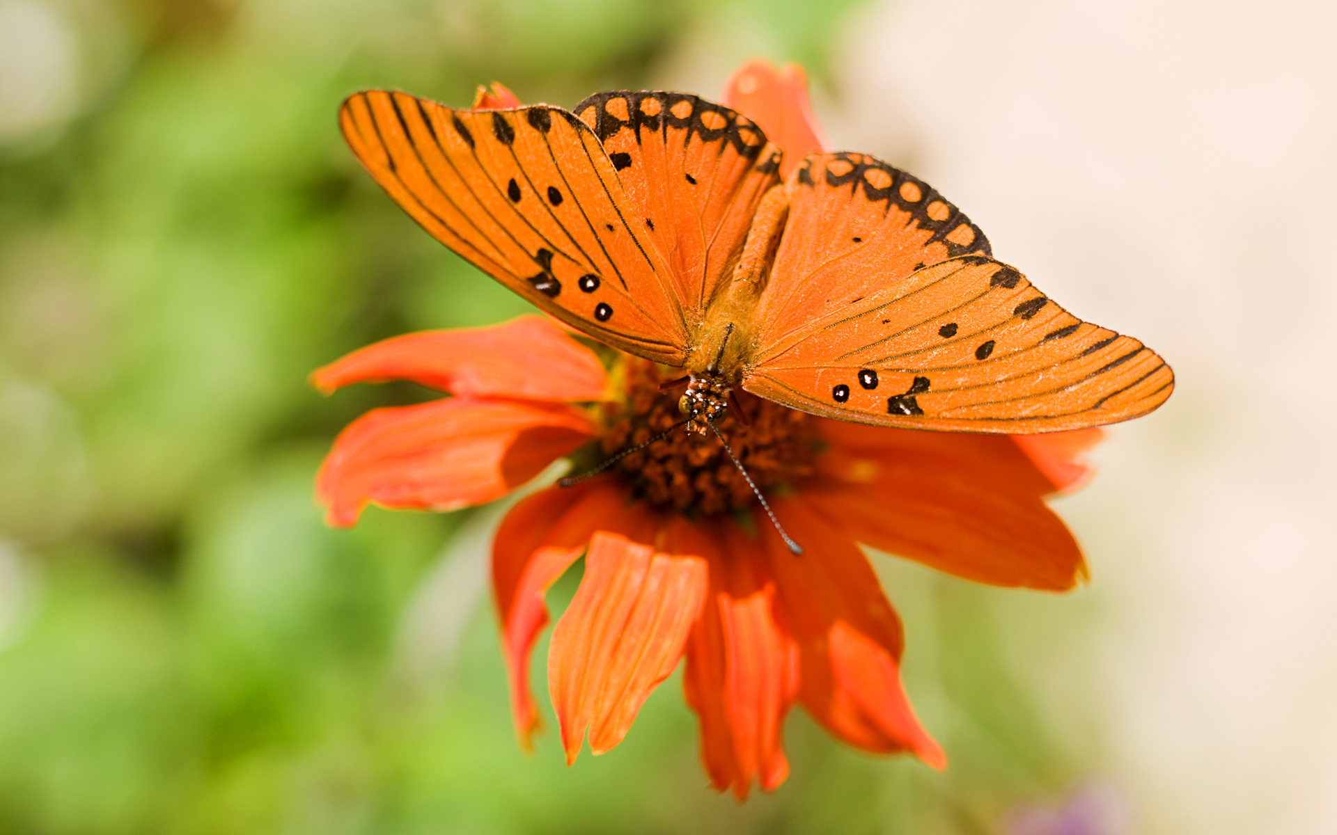 Free download wallpaper Butterfly, Animal on your PC desktop