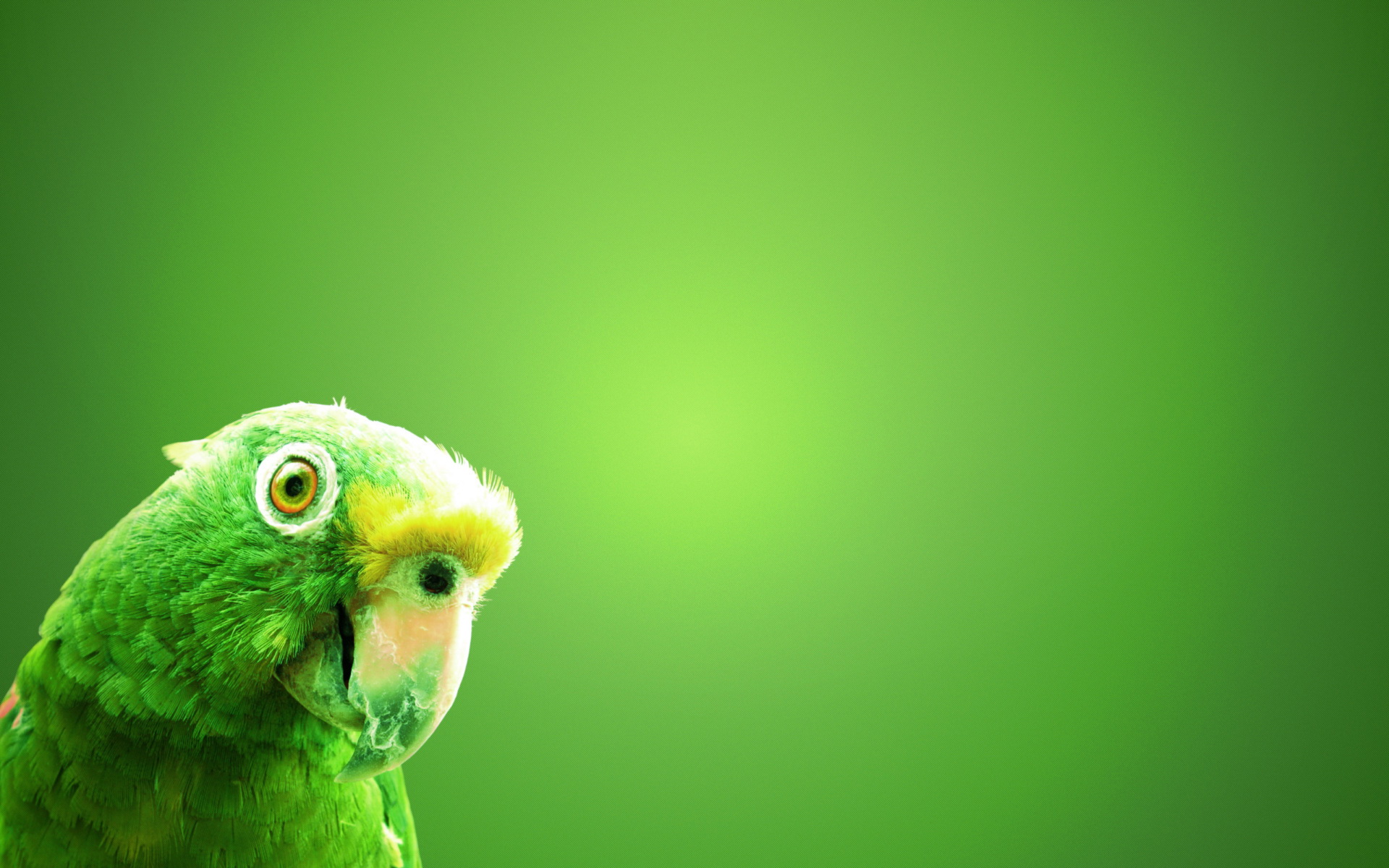 284964 télécharger l'image animaux, perroquet, oiseau, vert, des oiseaux - fonds d'écran et économiseurs d'écran gratuits