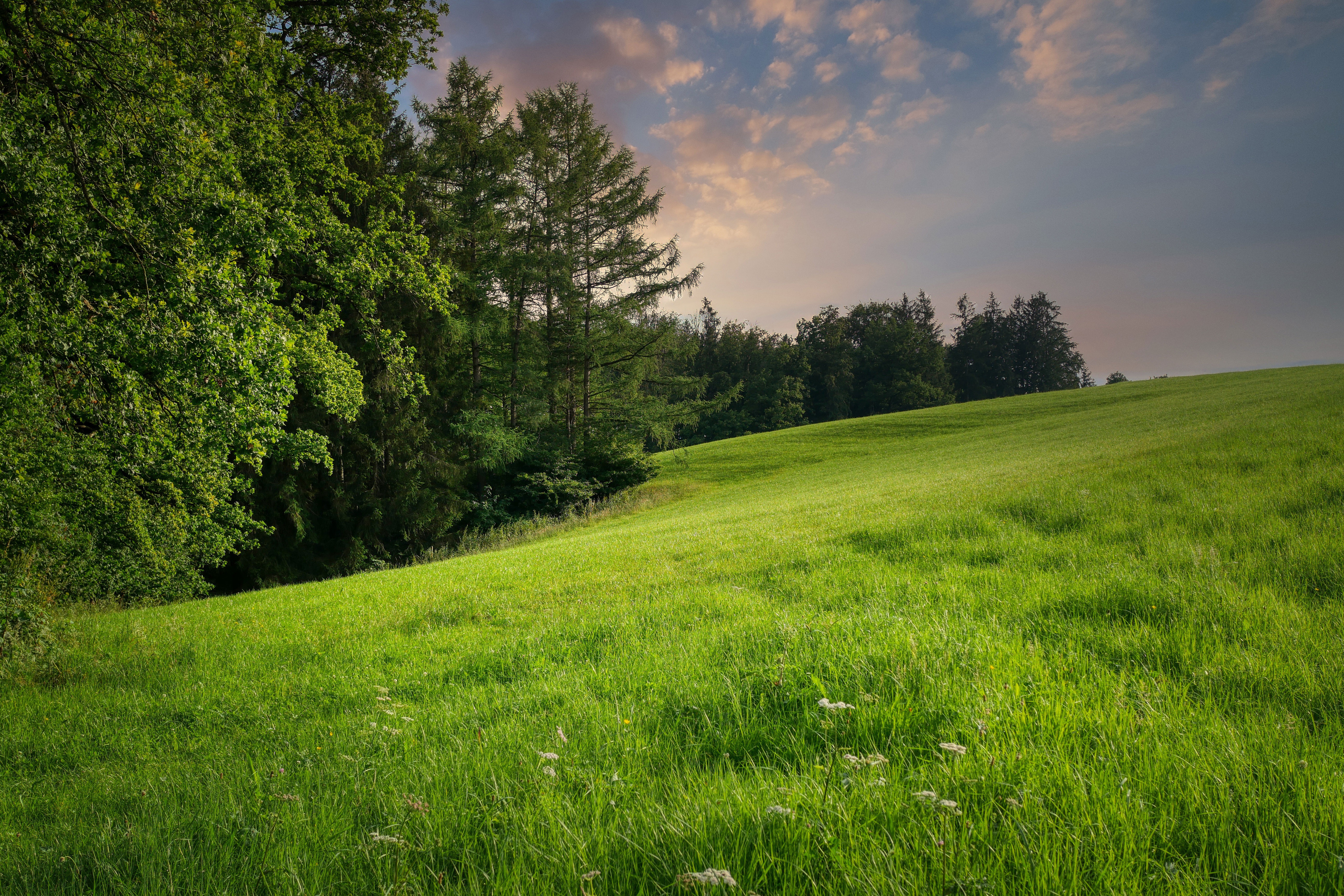 Download mobile wallpaper Landscape, Grass, Summer, Forest, Earth, Meadow for free.