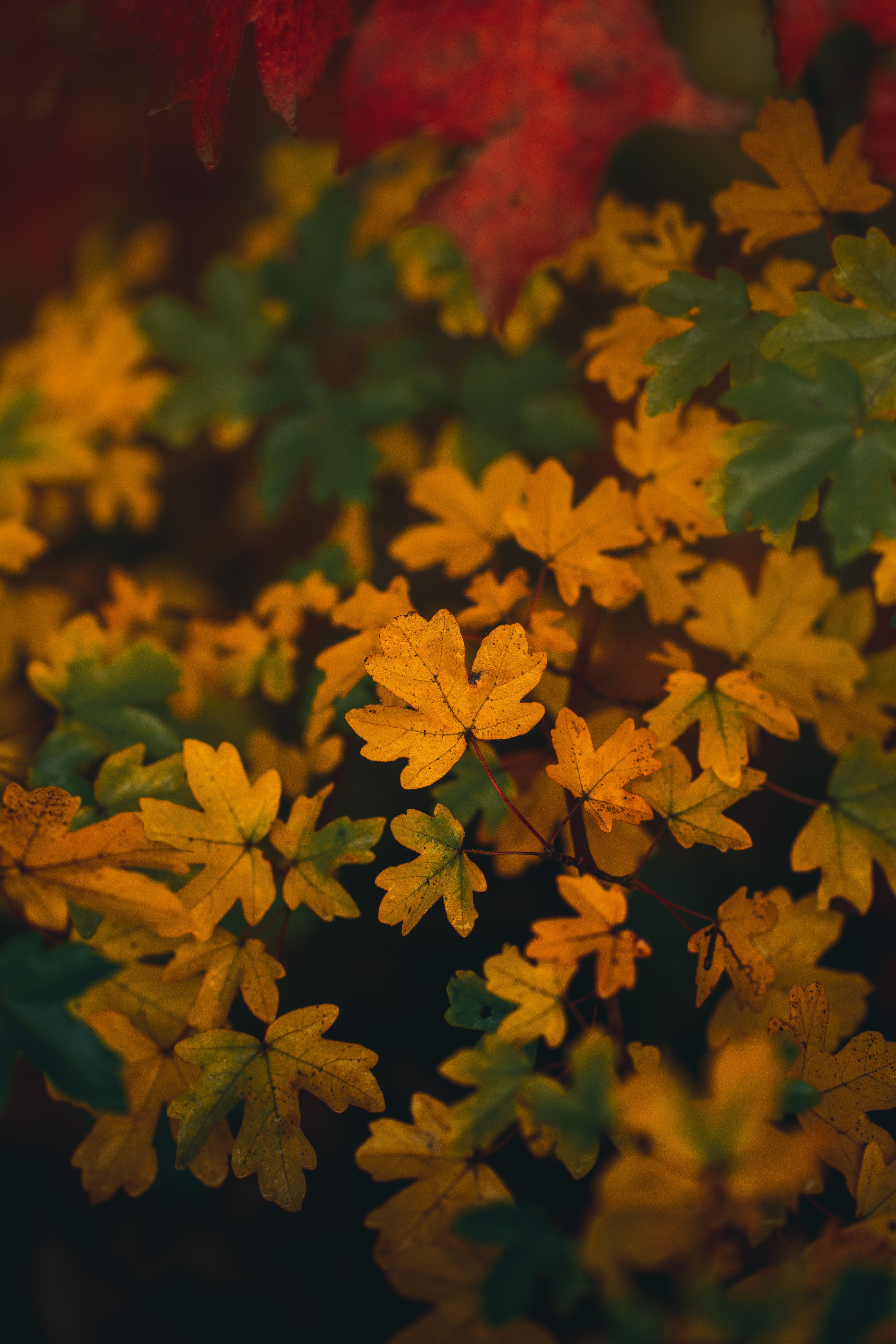 無料モバイル壁紙葉, 大きい, マクロ, ブランチ, 枝, 黄色, 秋をダウンロードします。