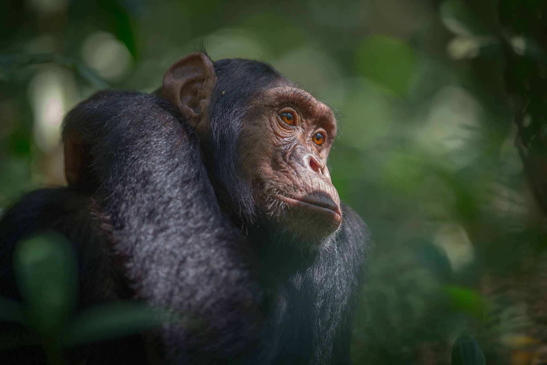 Скачати мобільні шпалери Мавпи, Тварина, Шимпанзе безкоштовно.
