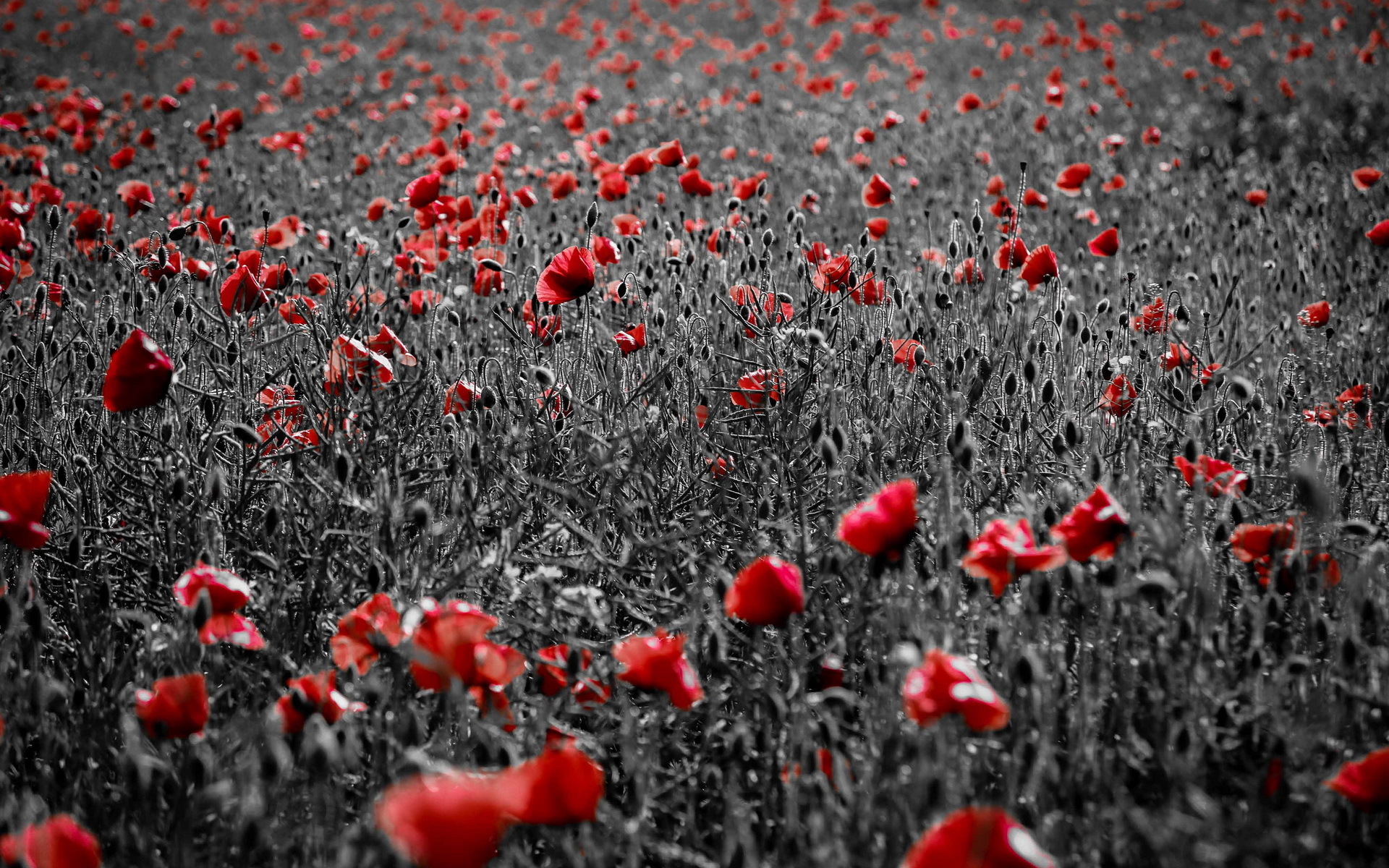 Download mobile wallpaper Poppy, Flowers, Earth for free.