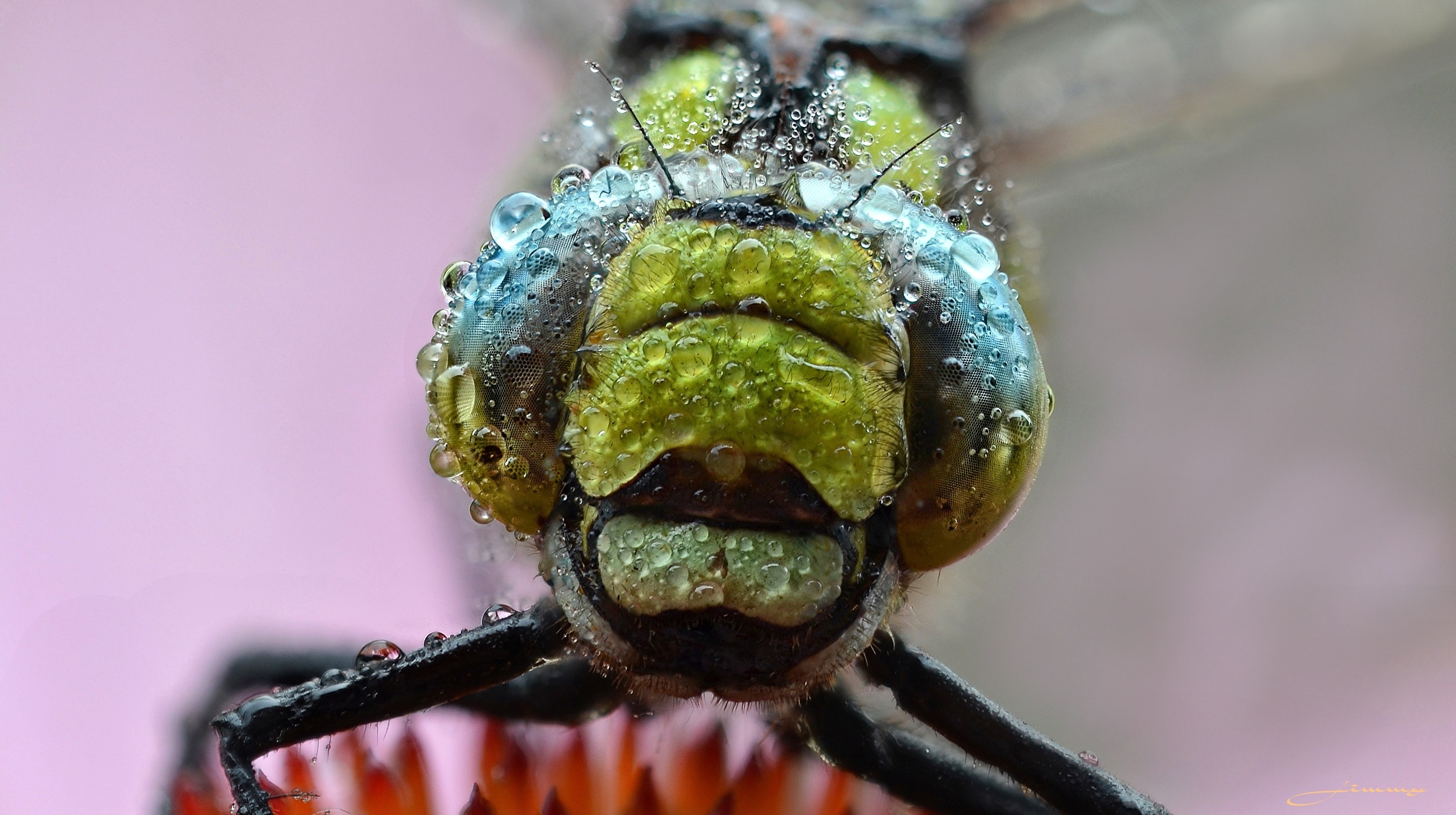animal, dragonfly, dew, eye, head, macro, insects
