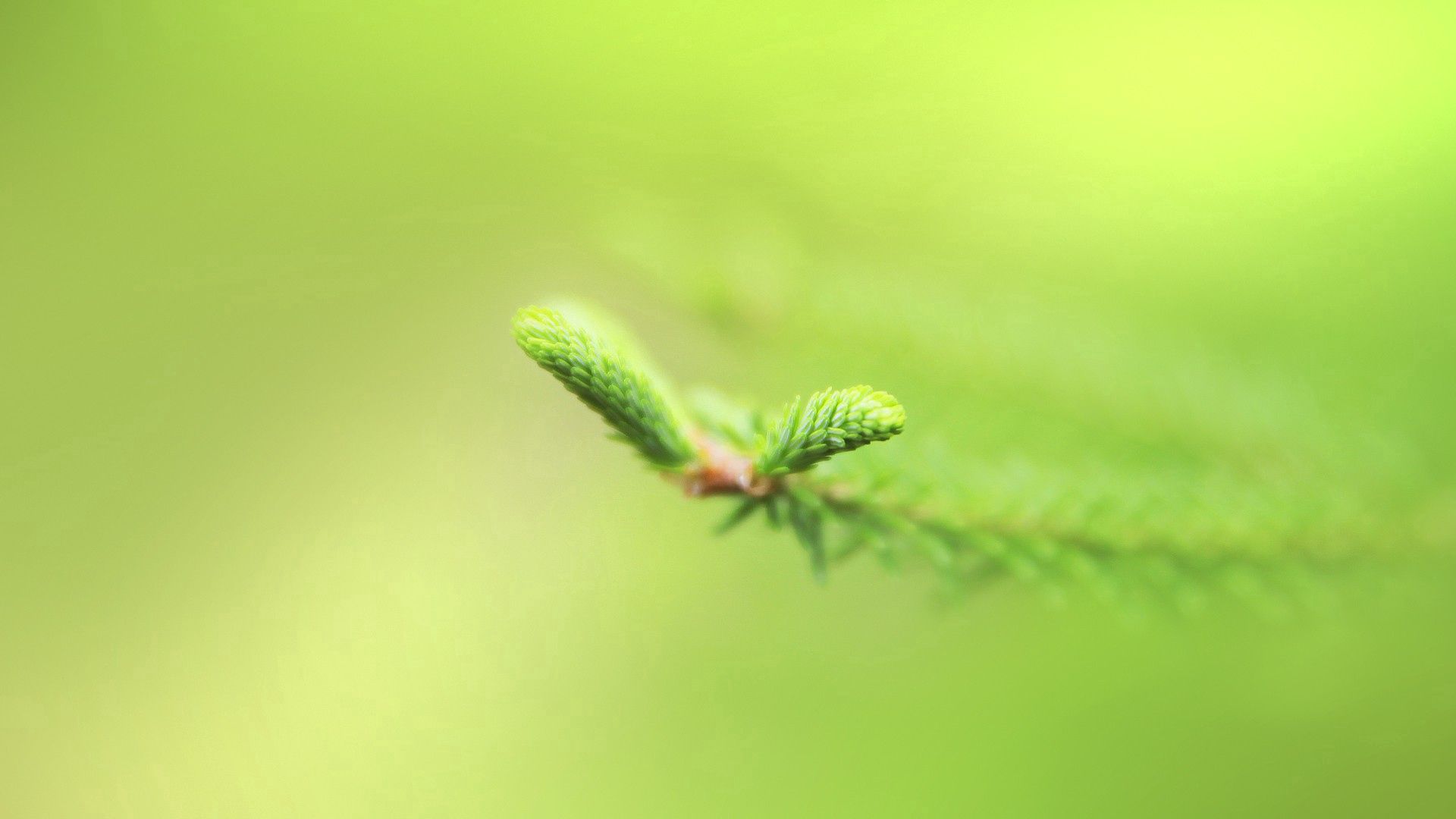 Download mobile wallpaper Branch, Smooth, Macro, Plant, Blur for free.