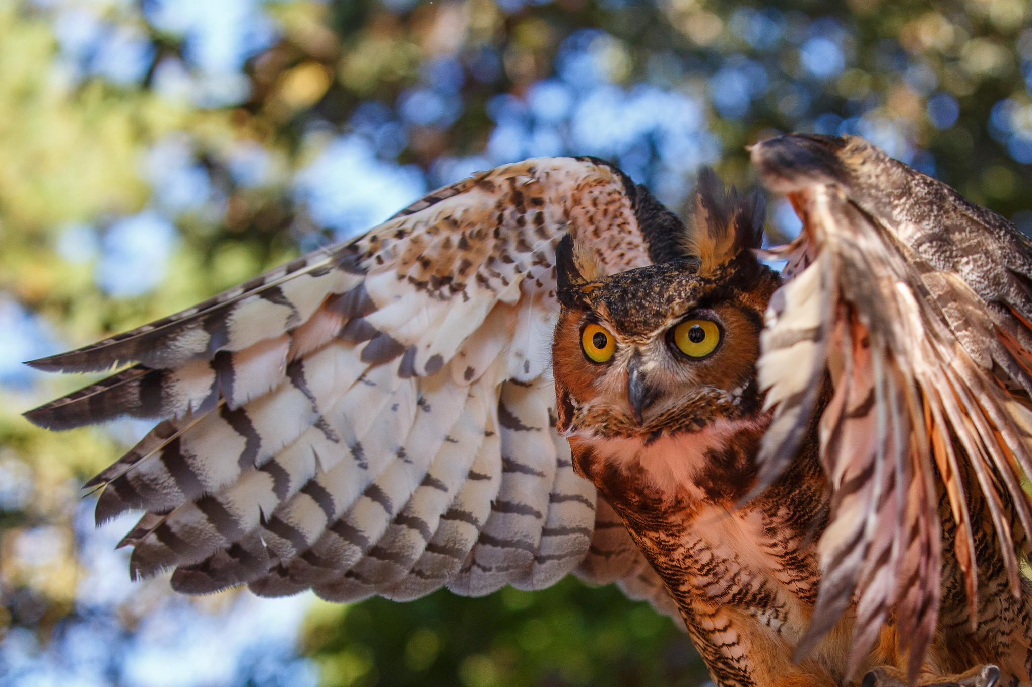 Free download wallpaper Birds, Owl, Animal, Wings on your PC desktop