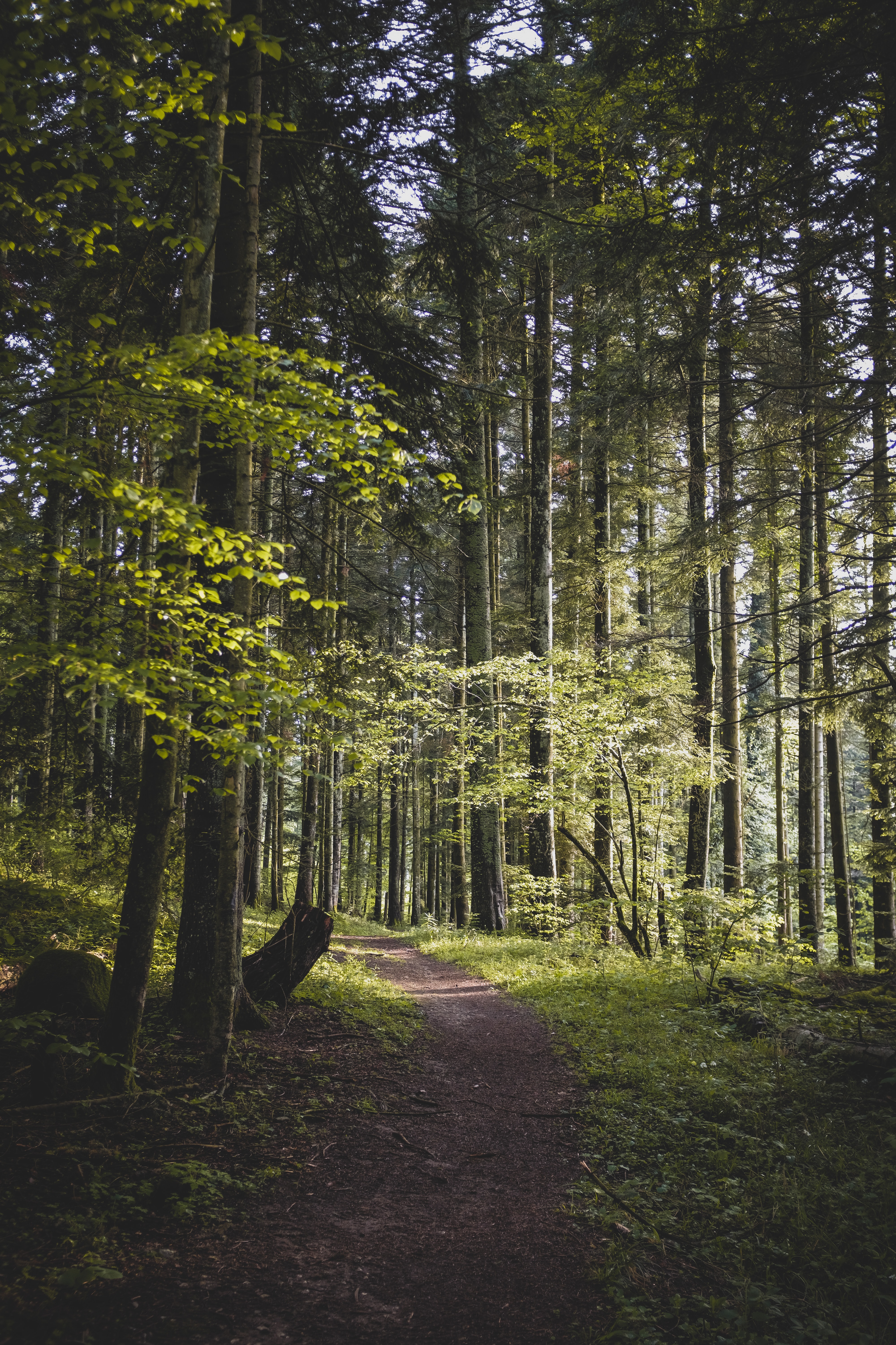 nature, path, trees, leaves, forest, branches images
